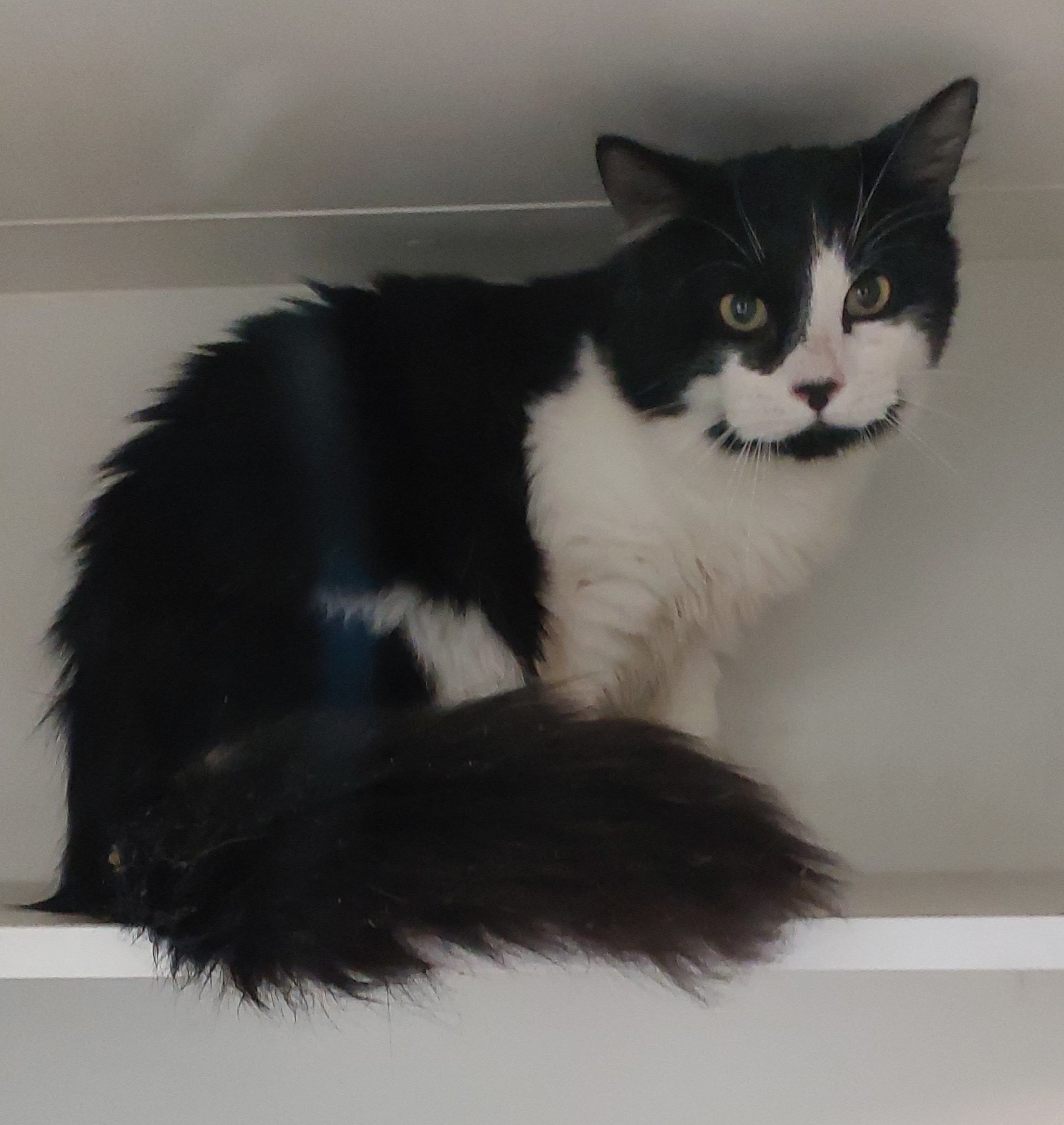 Black/White Domestic Medium Hair