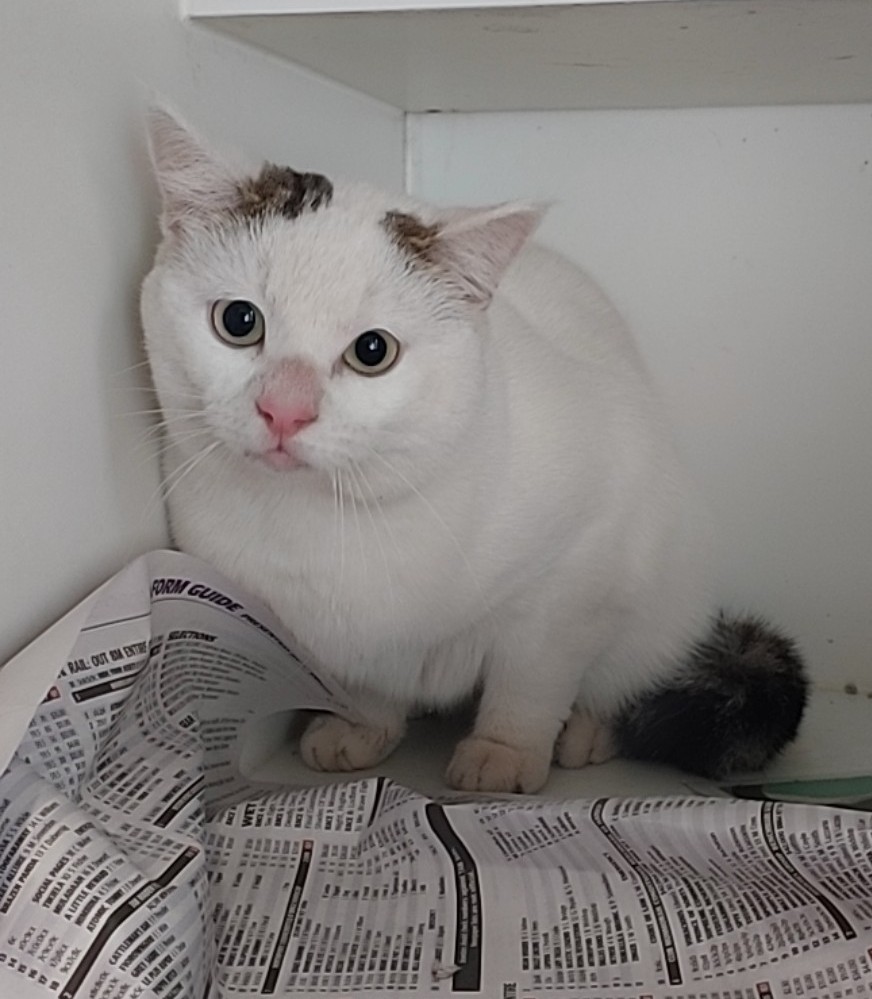 White/Brown Patches Domestic Short Hair