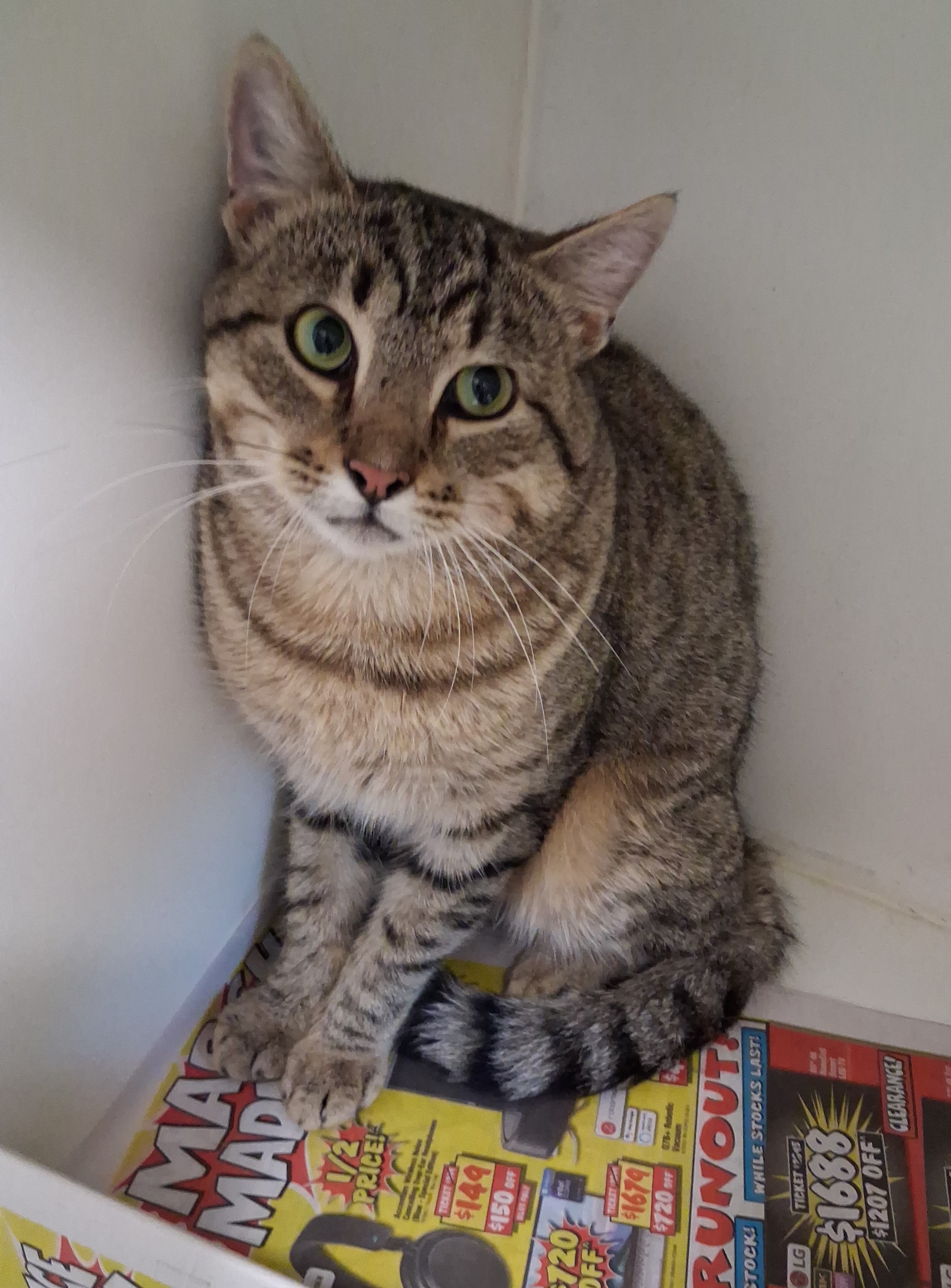 Tabby Domestic Short Hair