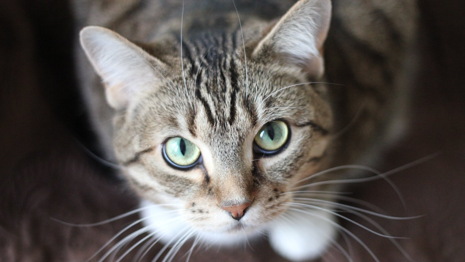 Close up of an adult tabby cat looking up