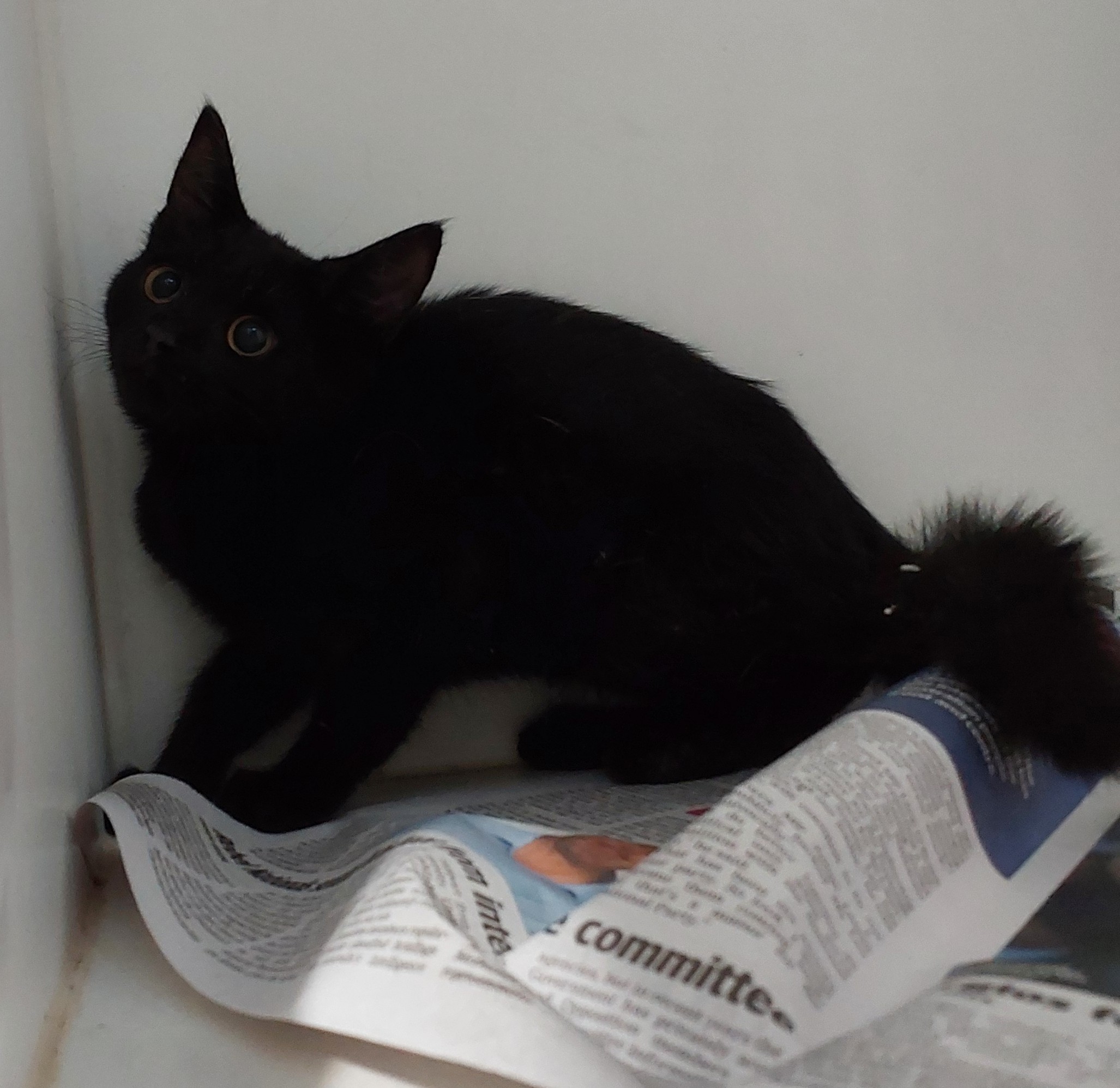 Black Domestic Short Hair