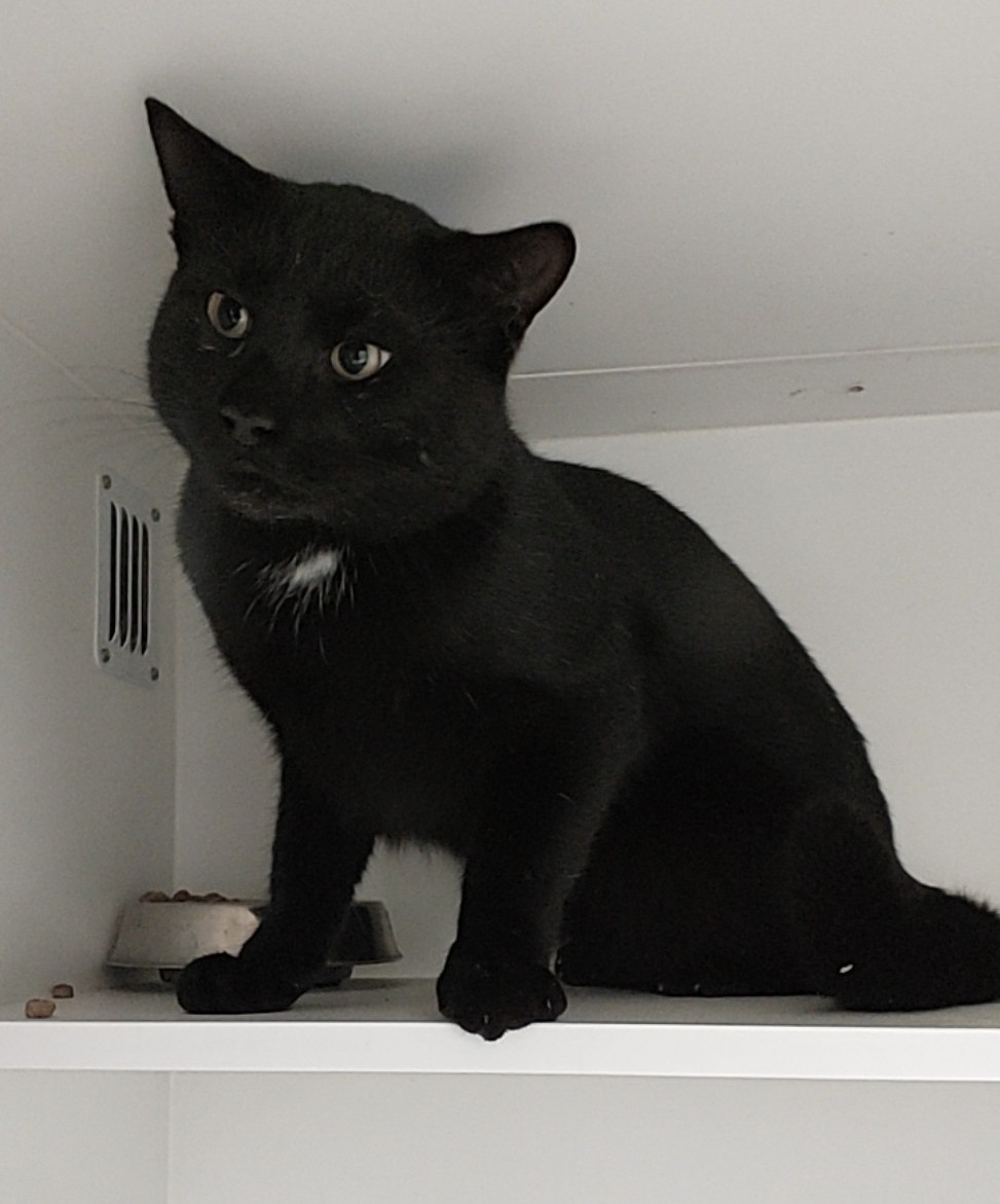 Black Domestic Short Hair