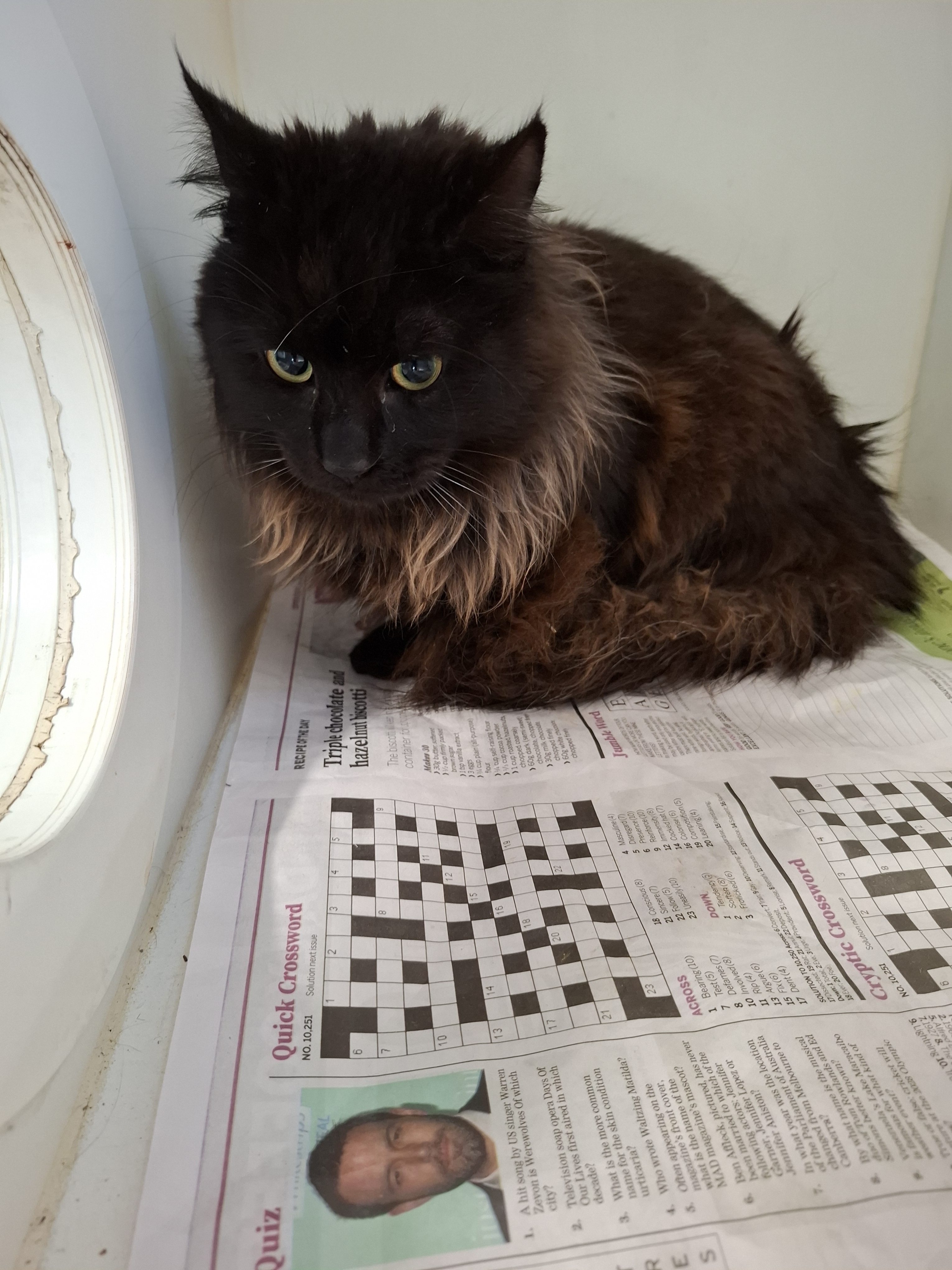 Black, Domestic Long Hair Cat