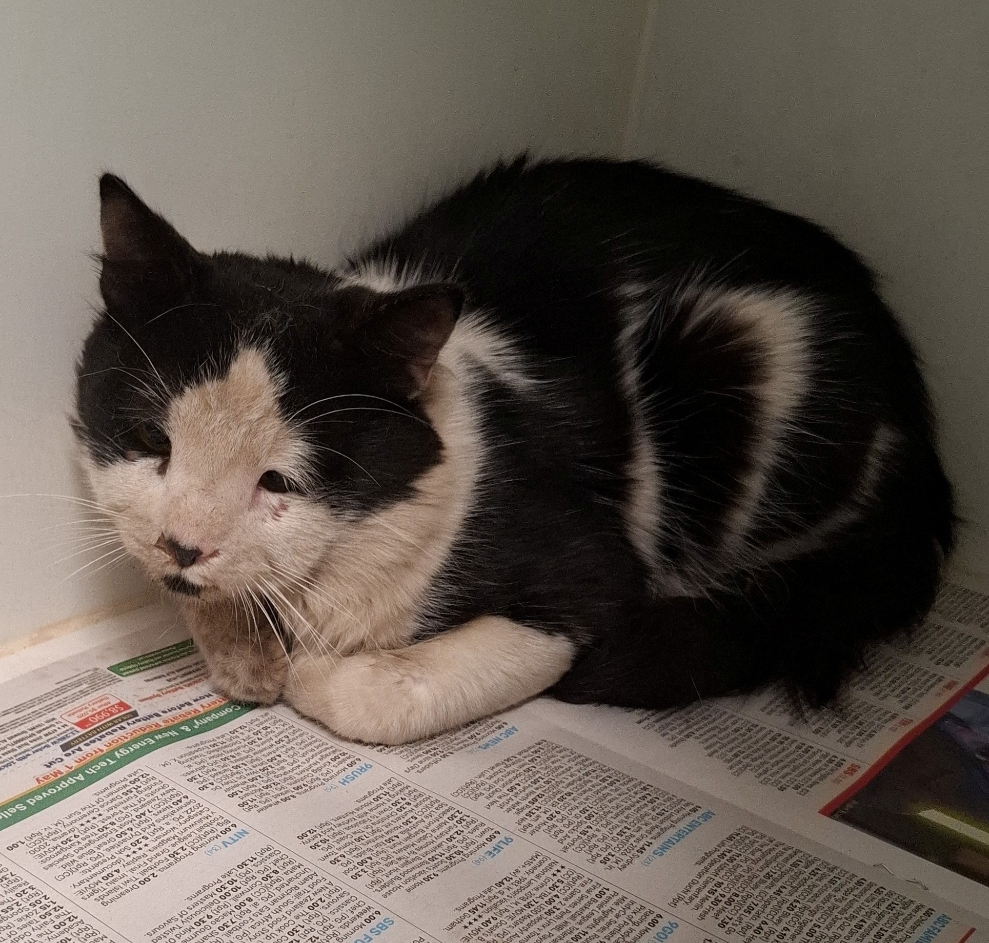 Domestic Medium Hair, Male, Black & White