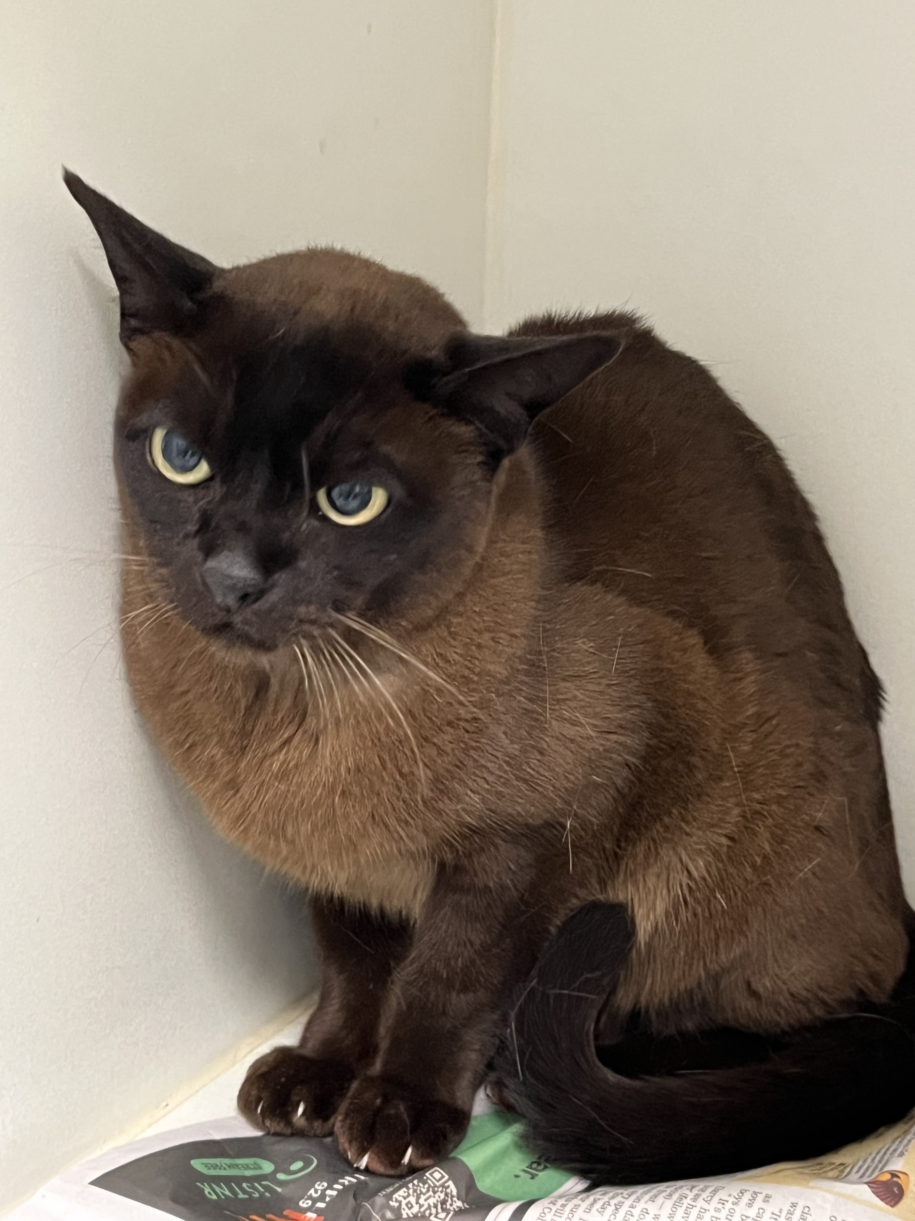 Dark Brown Domestic Short Hair Female