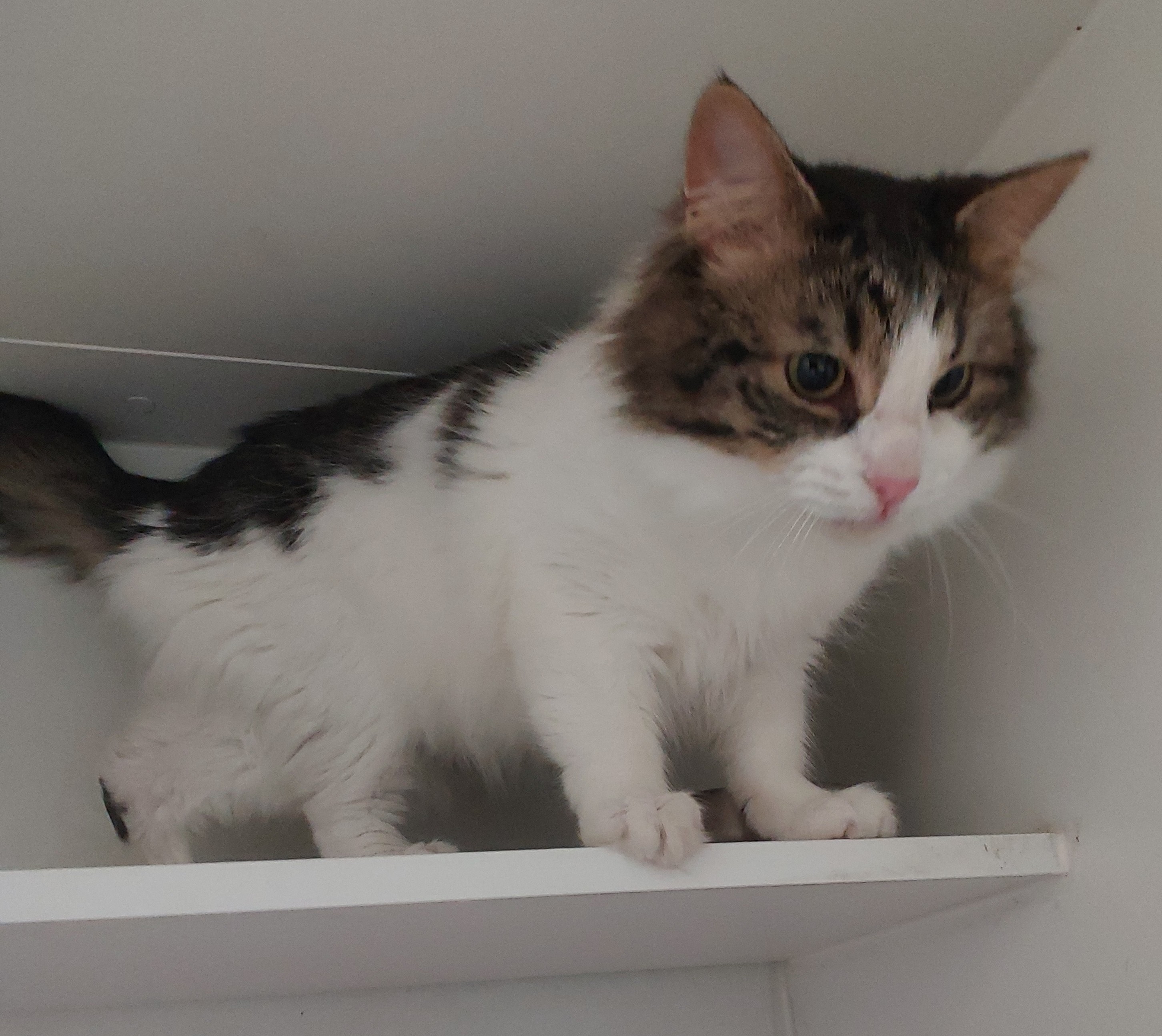White Tabby Domestic Medium Hair