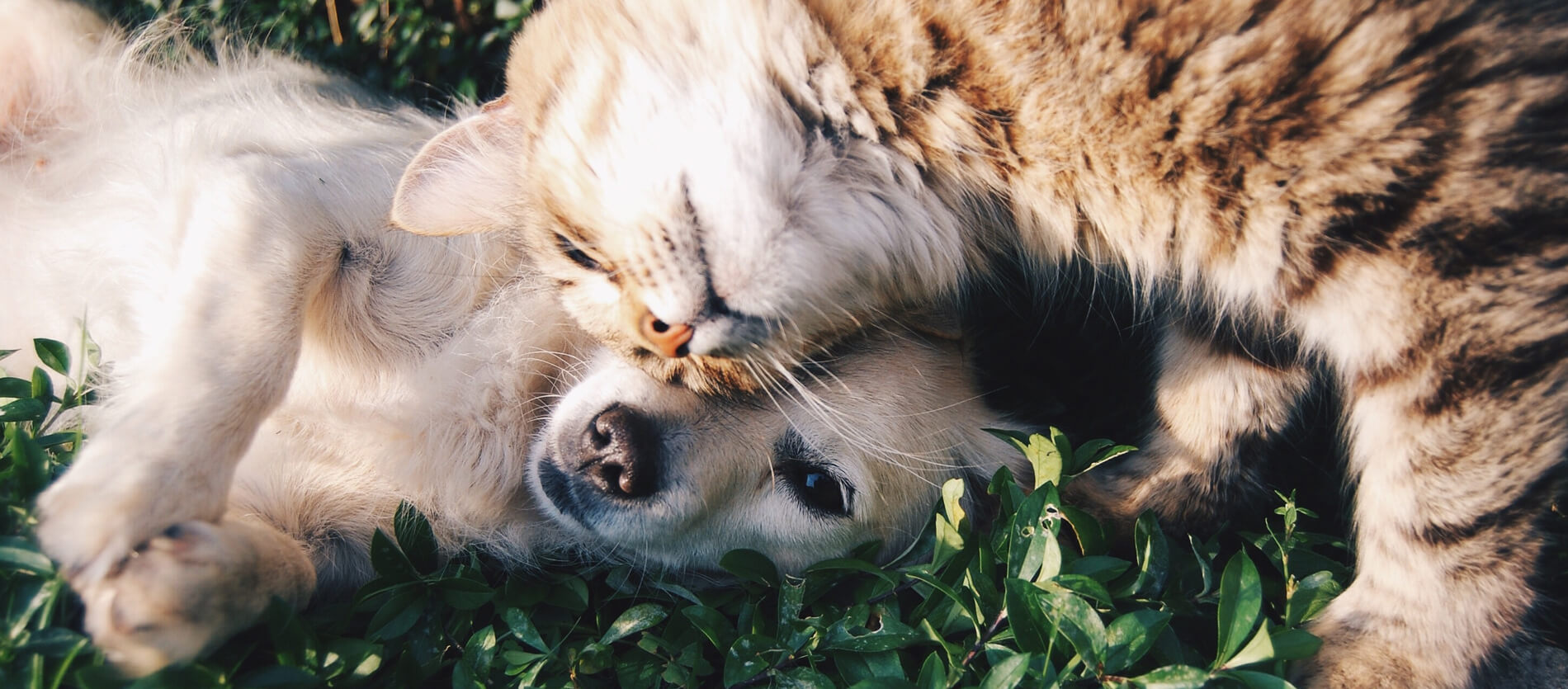 A dog and cat laying next to eachother on green vegetation