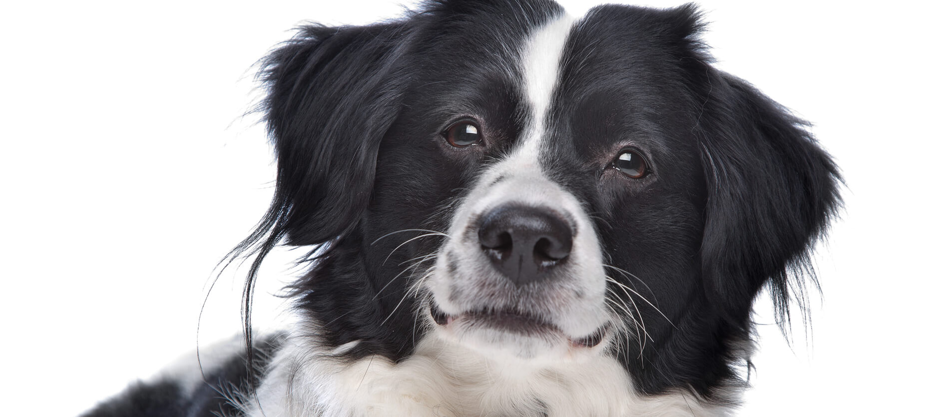 Picture of Border Collie