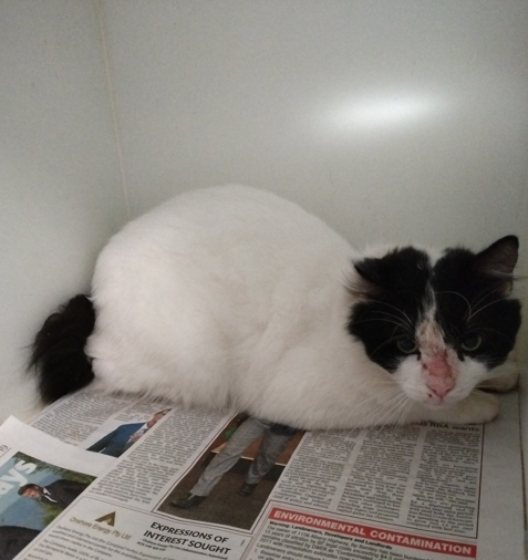 White and Black Domestic Short hair Cat