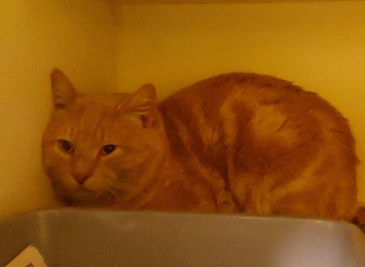 Ginger Male Domestic Short Hair