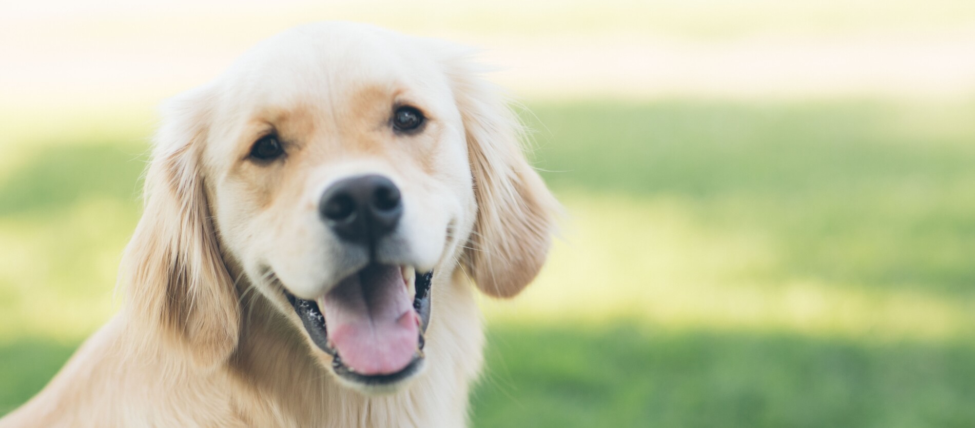 Close up of a golden retriever panting 