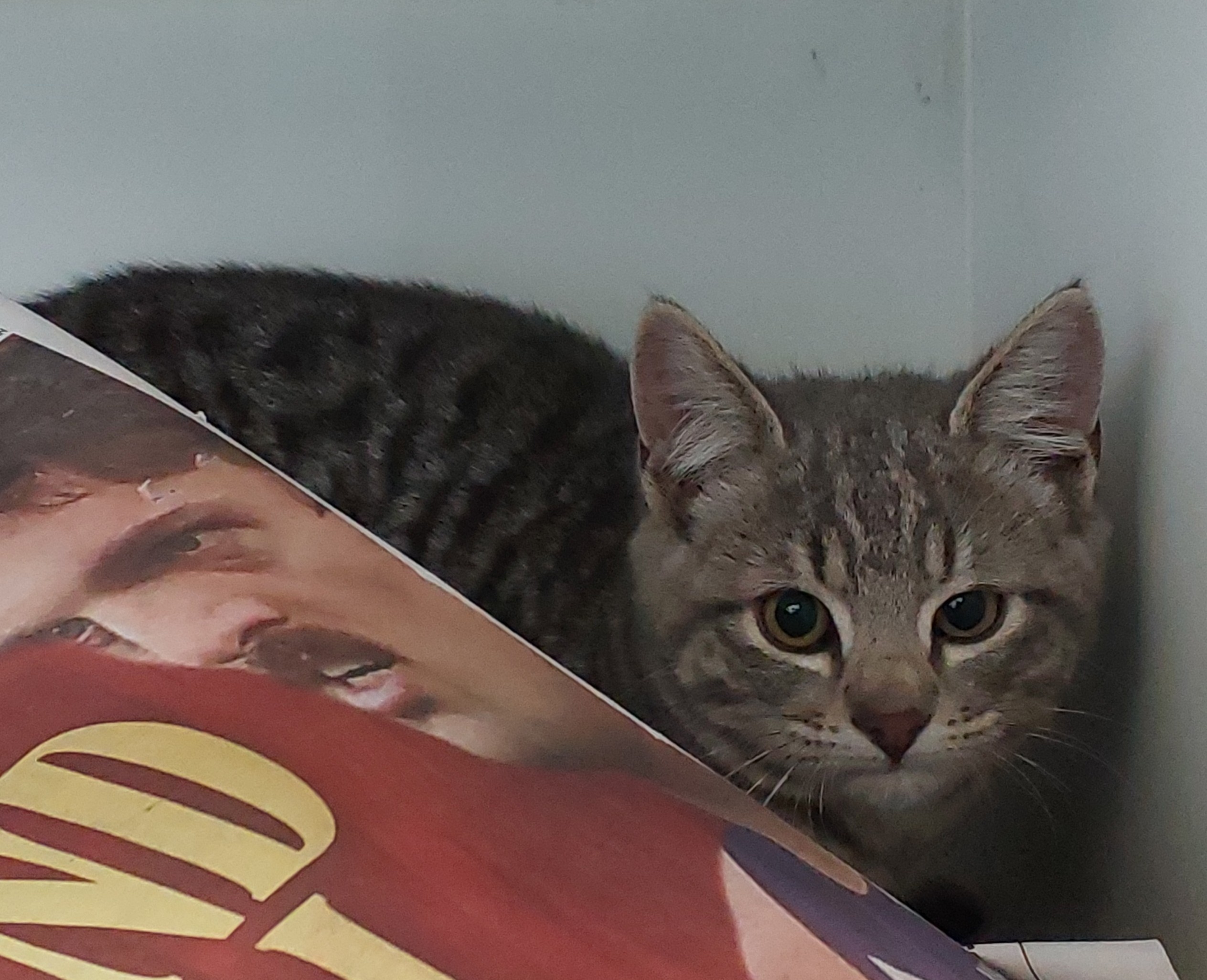 Grey Tabby Domestic Short Hair