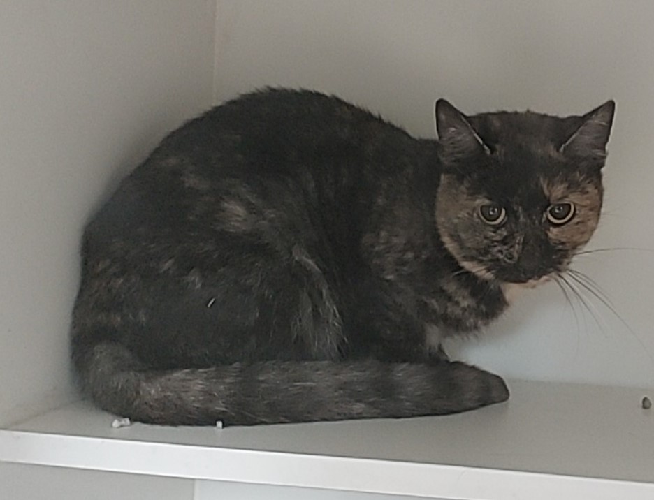 Torti Domestic Short Hair