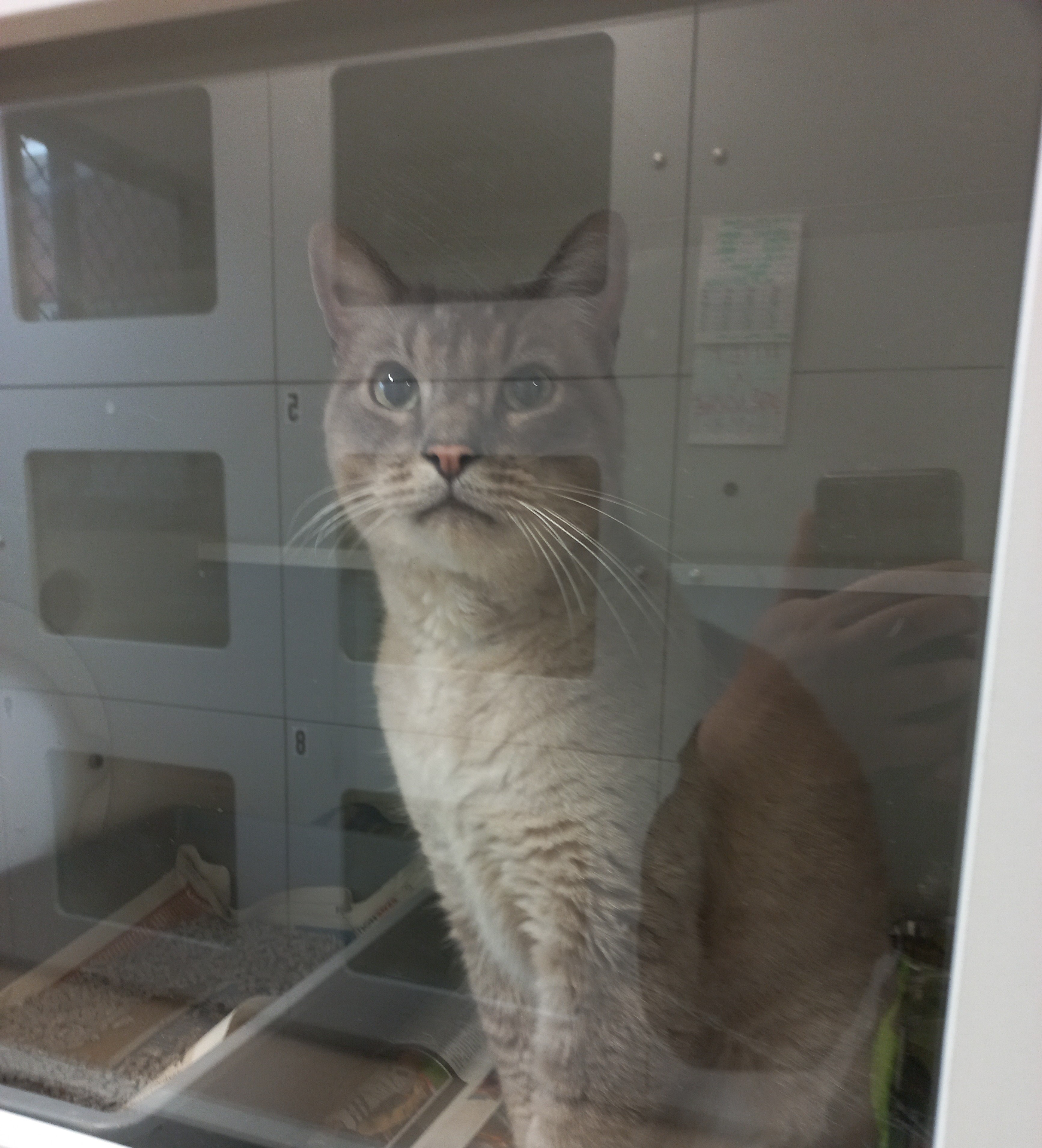Domestic short hair, Smokey Grey, Male