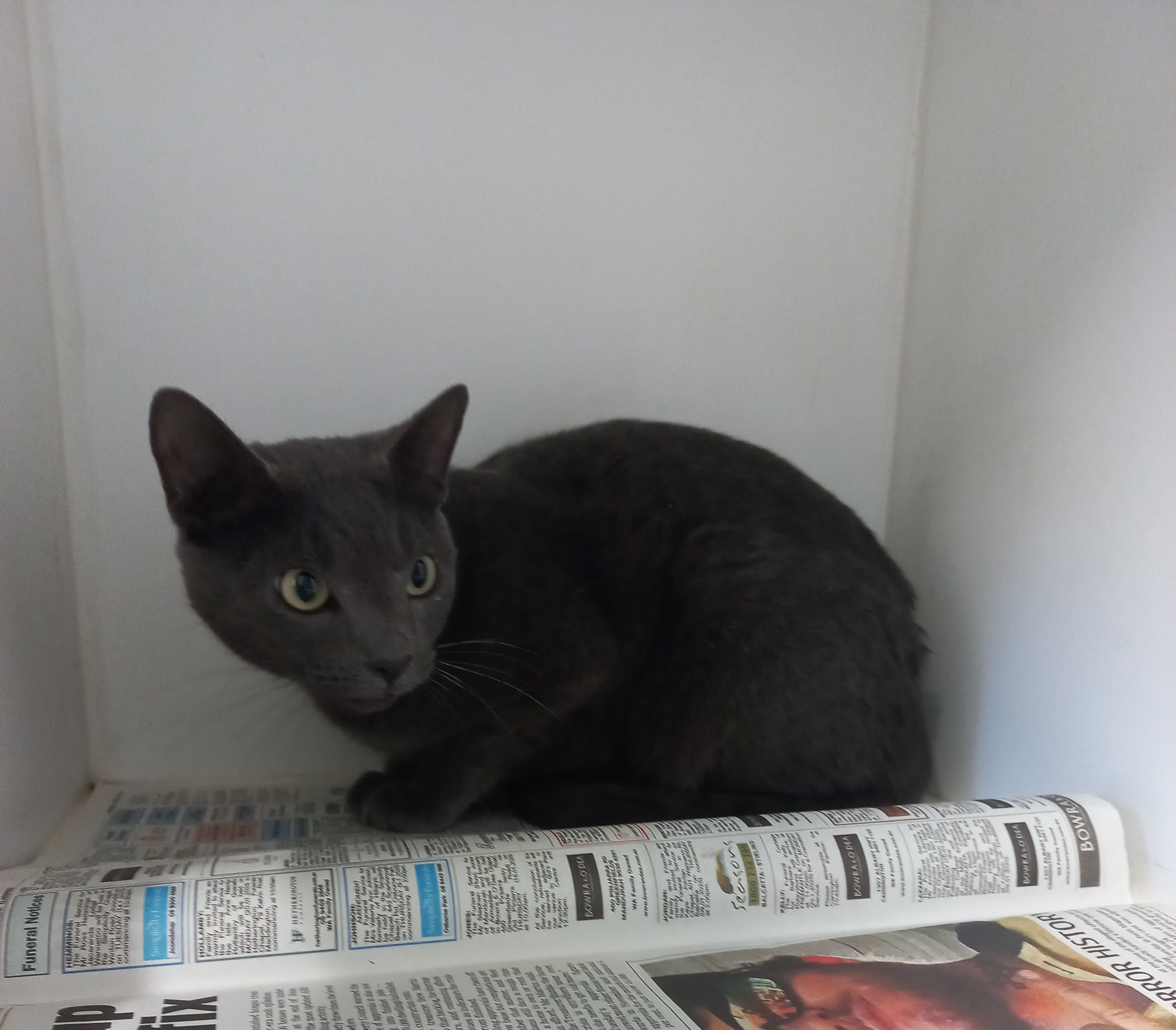 Domestic Short Hair, Female, Blue