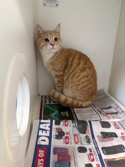 Ginger & White, Male, Domestic Short Hair