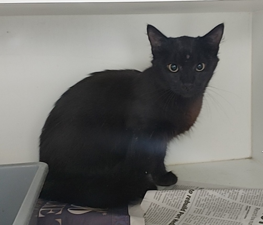 Black Domestic Short Hair