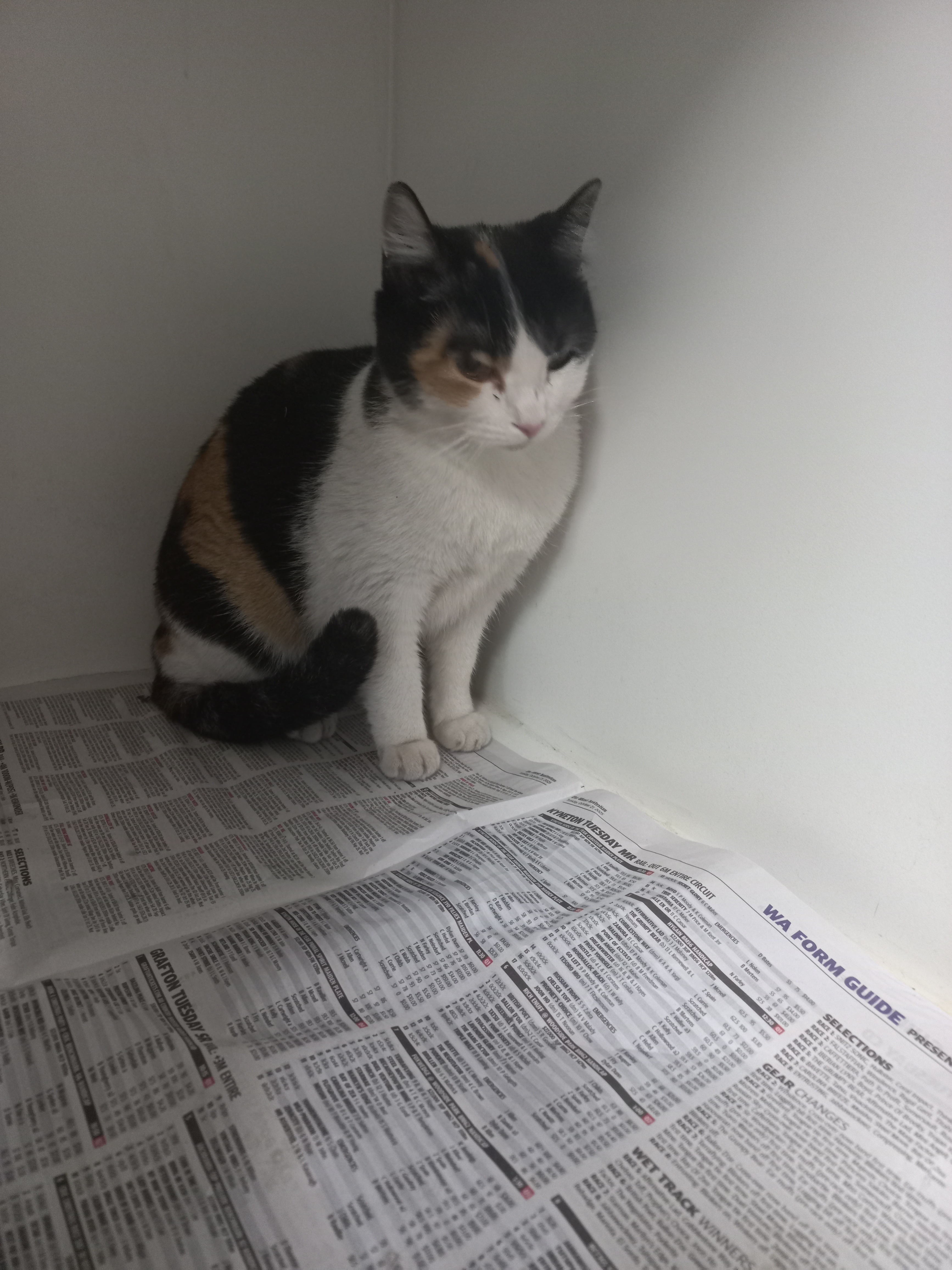 Domestic Short Hair Calico Female