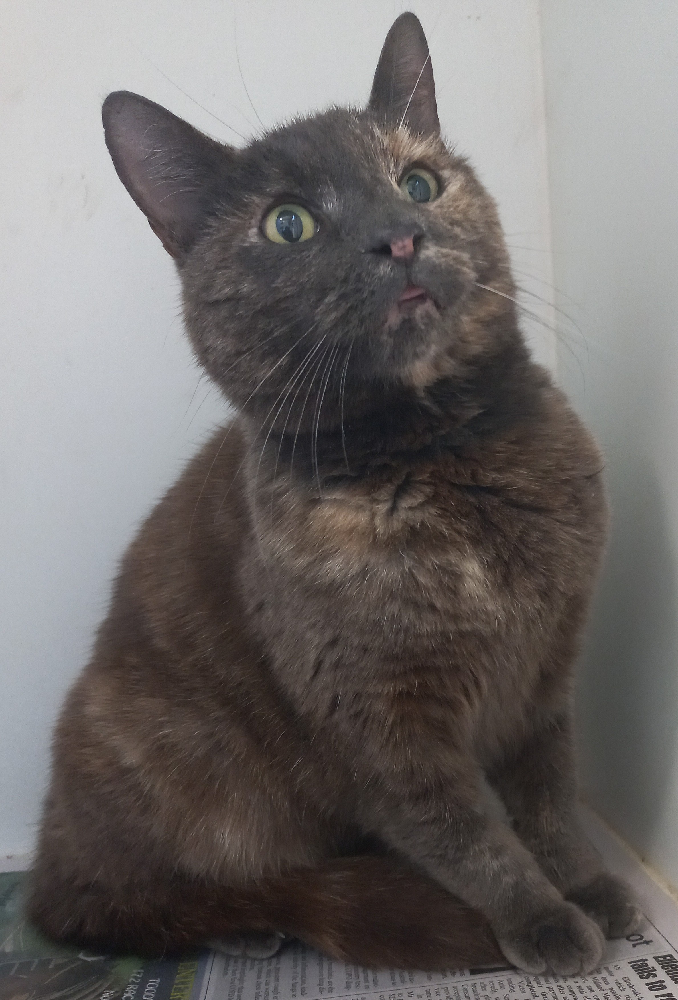 Female, Domestic Short Haired, Tortoiseshell