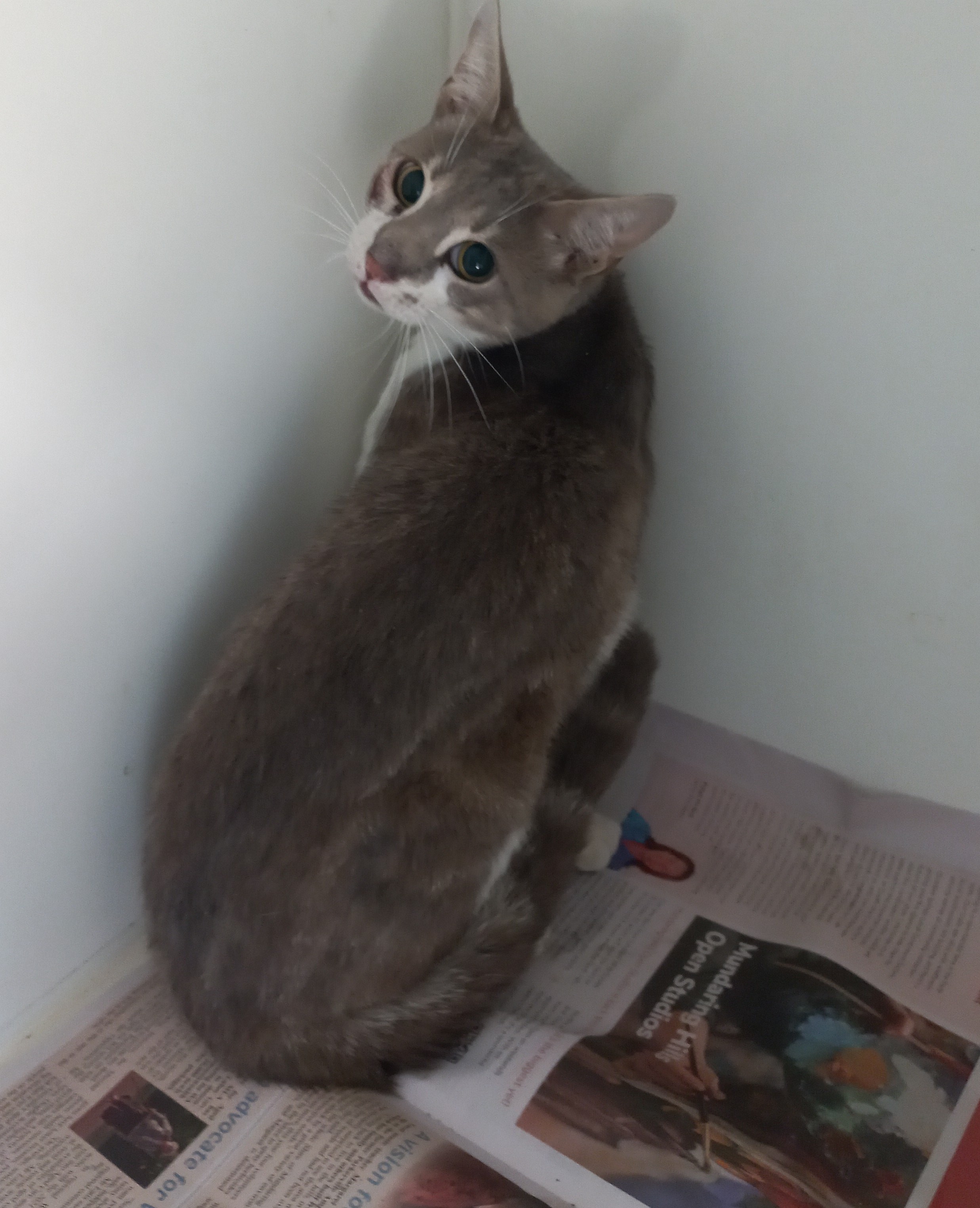 Domestic Short Hair, Grey & White