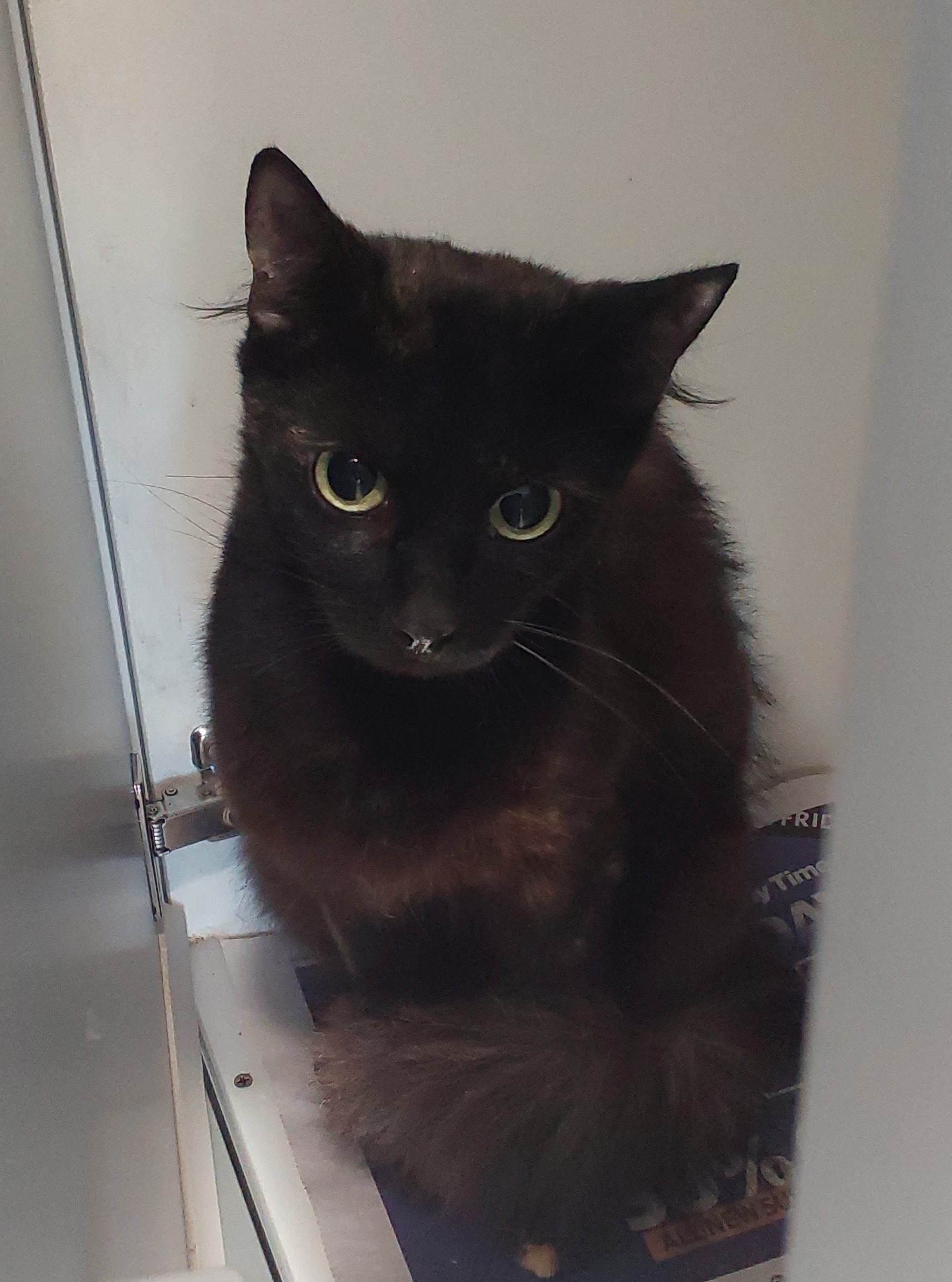 Tortoiseshell, Domestic Short Hair