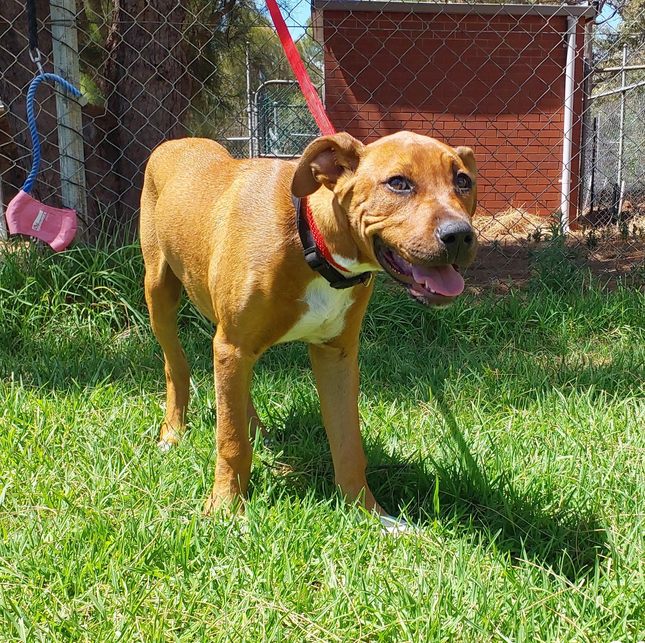 Mixed Tan & white, Male