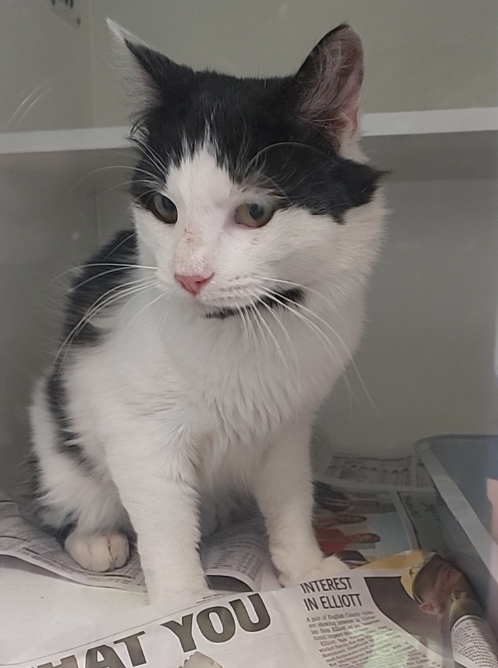 Black and White Domestic Short Hair