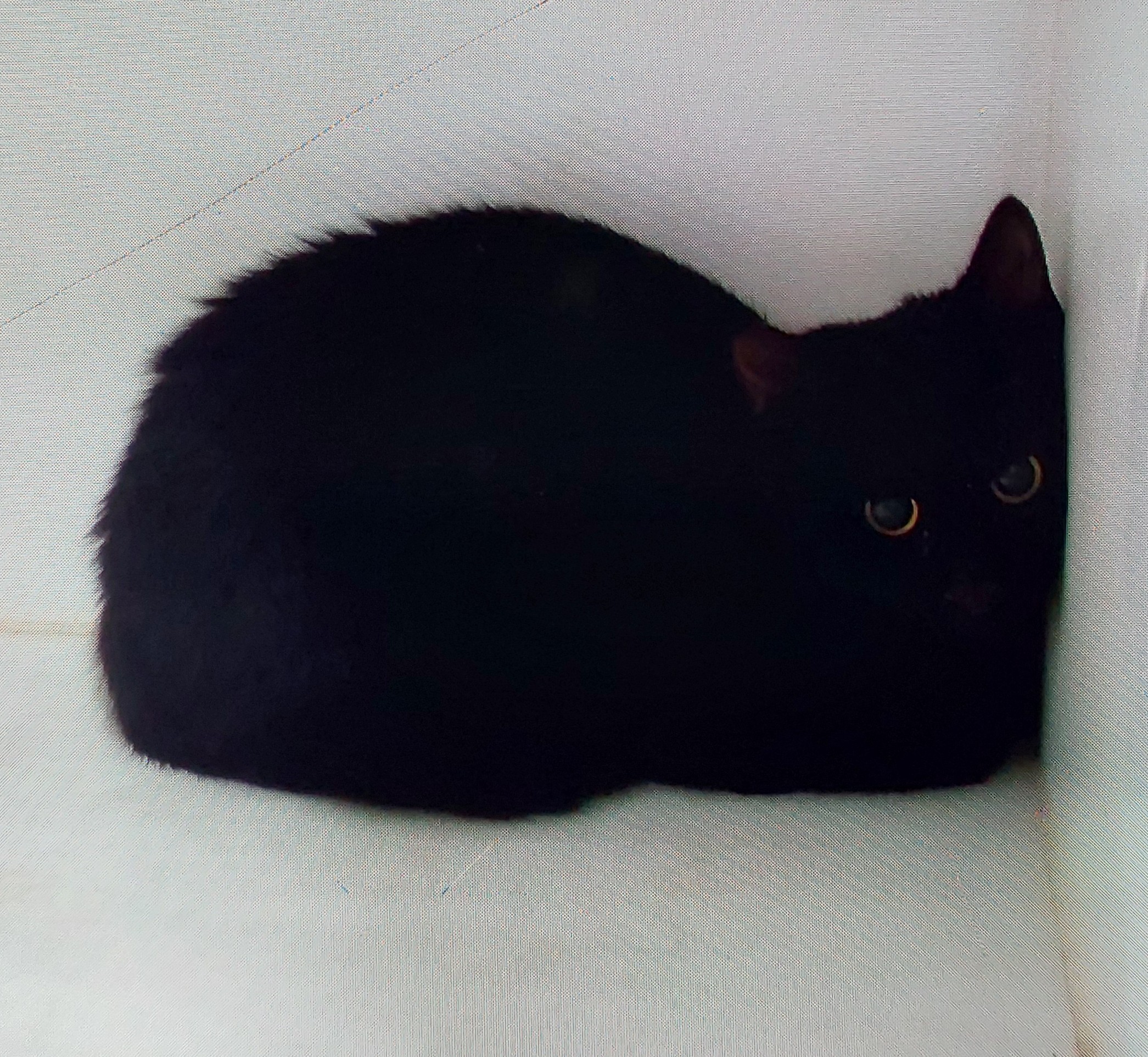 Domestic Medium Hair, Female, Black
