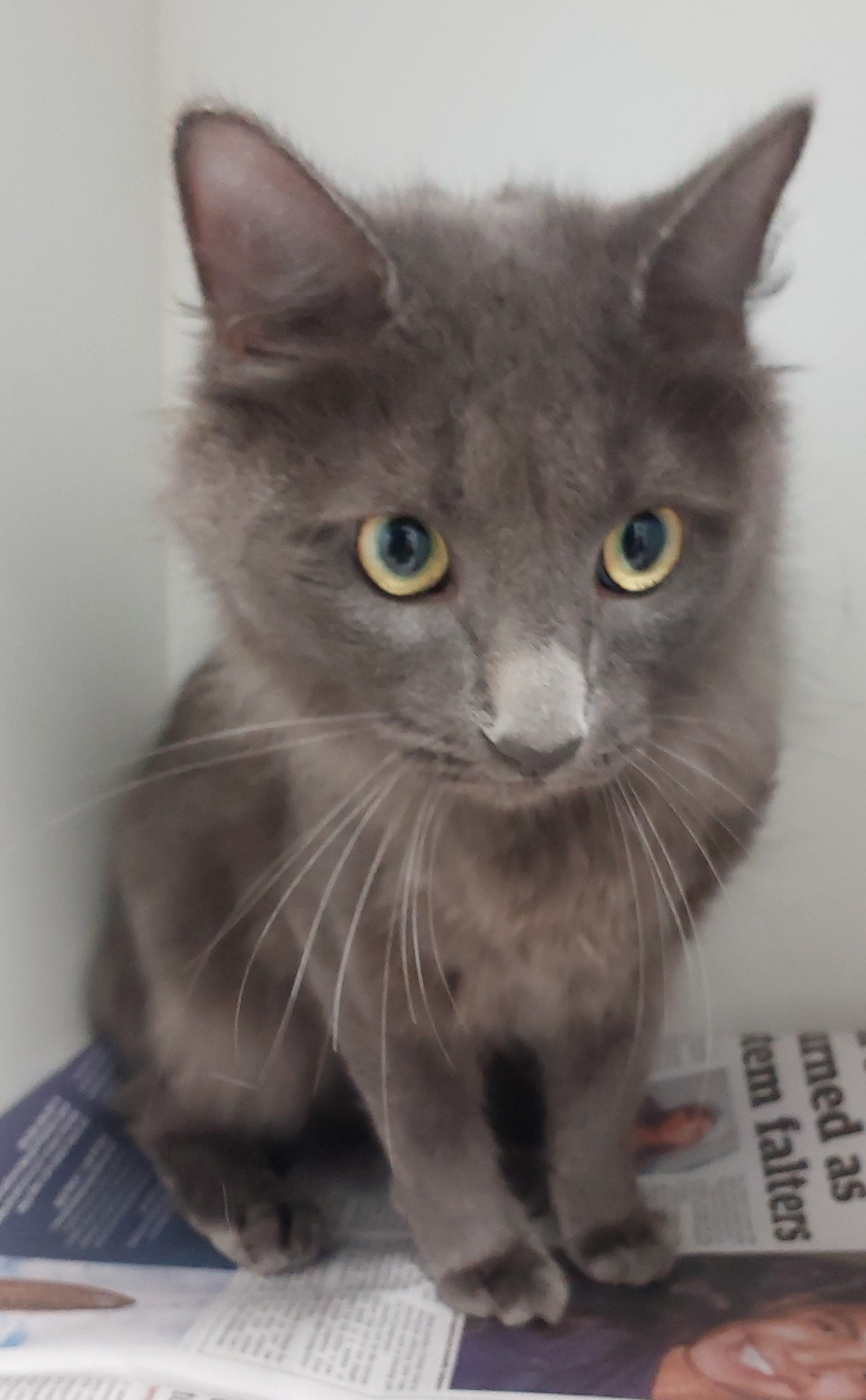 Grey, Domestic Medium Hair, Female
