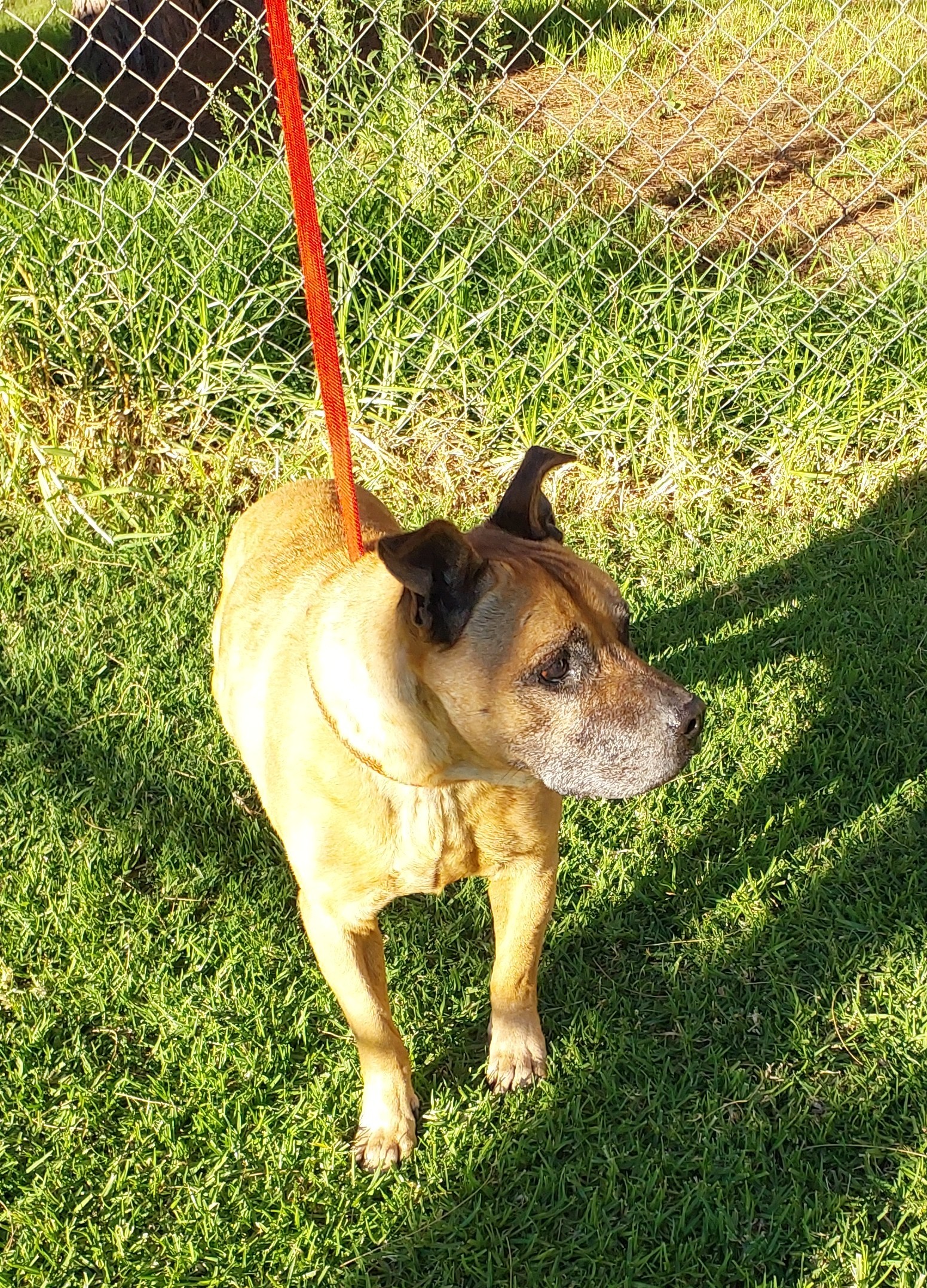 Male, Staffy Cross, Tan