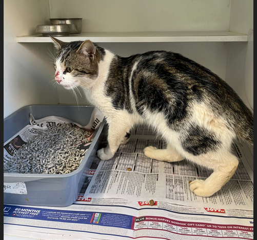 Brown + White Tabby Domestic Short Hair