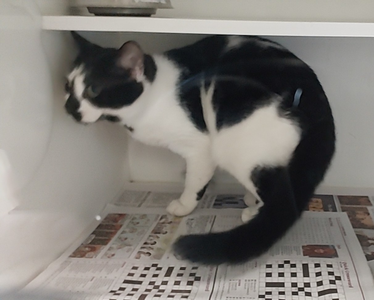 Domestic Short Hair, Female, Black & White