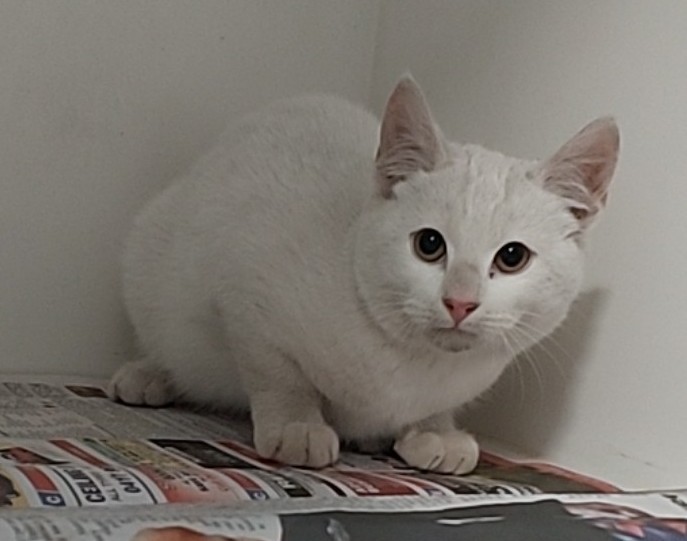 Domestic Short Hair, Male, White Cat
