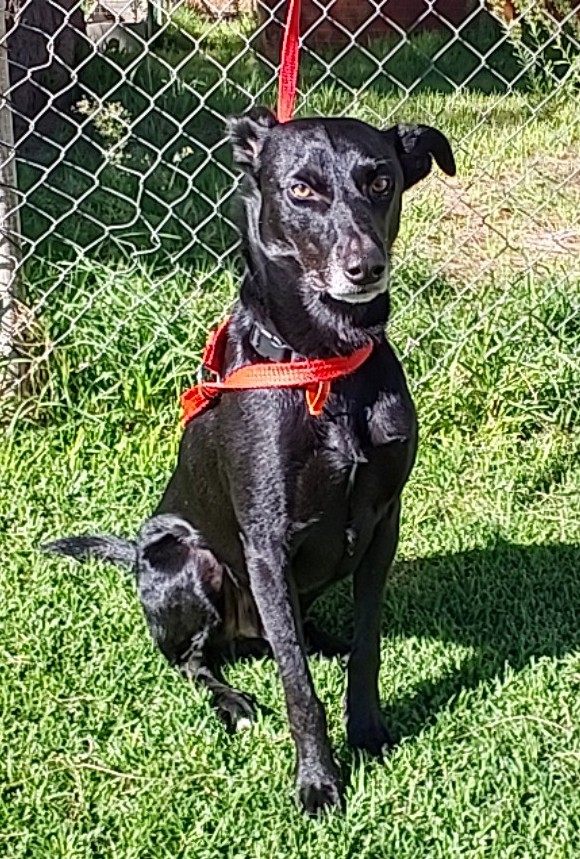 Black, Male, Kelpie