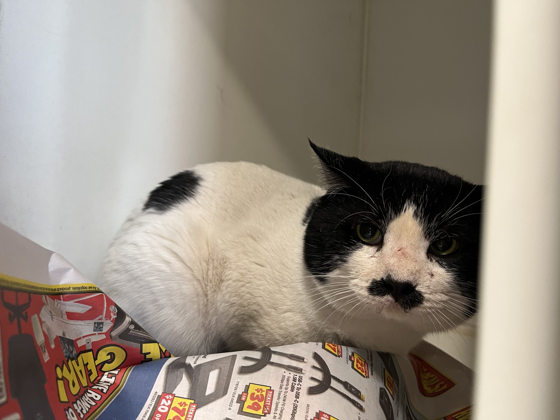 Black & White Domestic Short Hair
