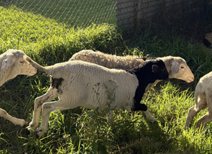 Sheep