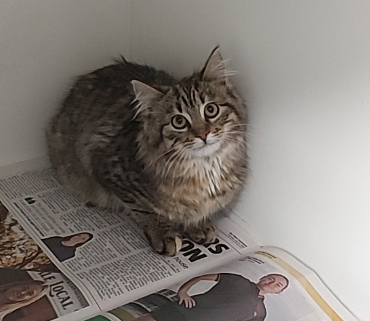 Domestic Medium Hair, Female Tabby Cat