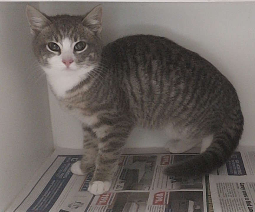 Domestic Short Hair, Male, Grey Tabby Cat