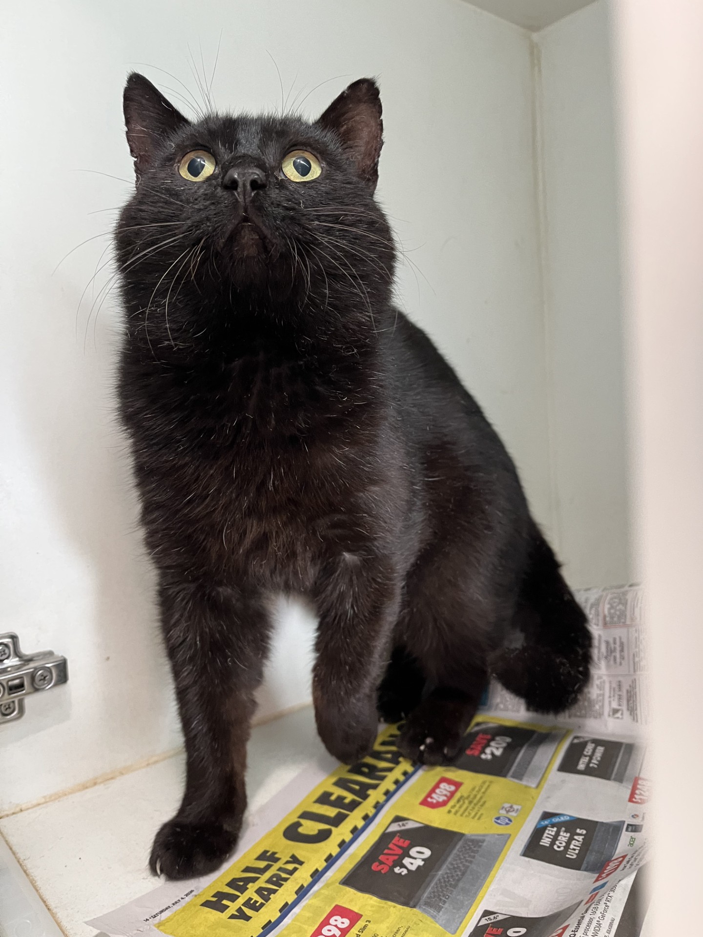 Black Domestic Short Hair