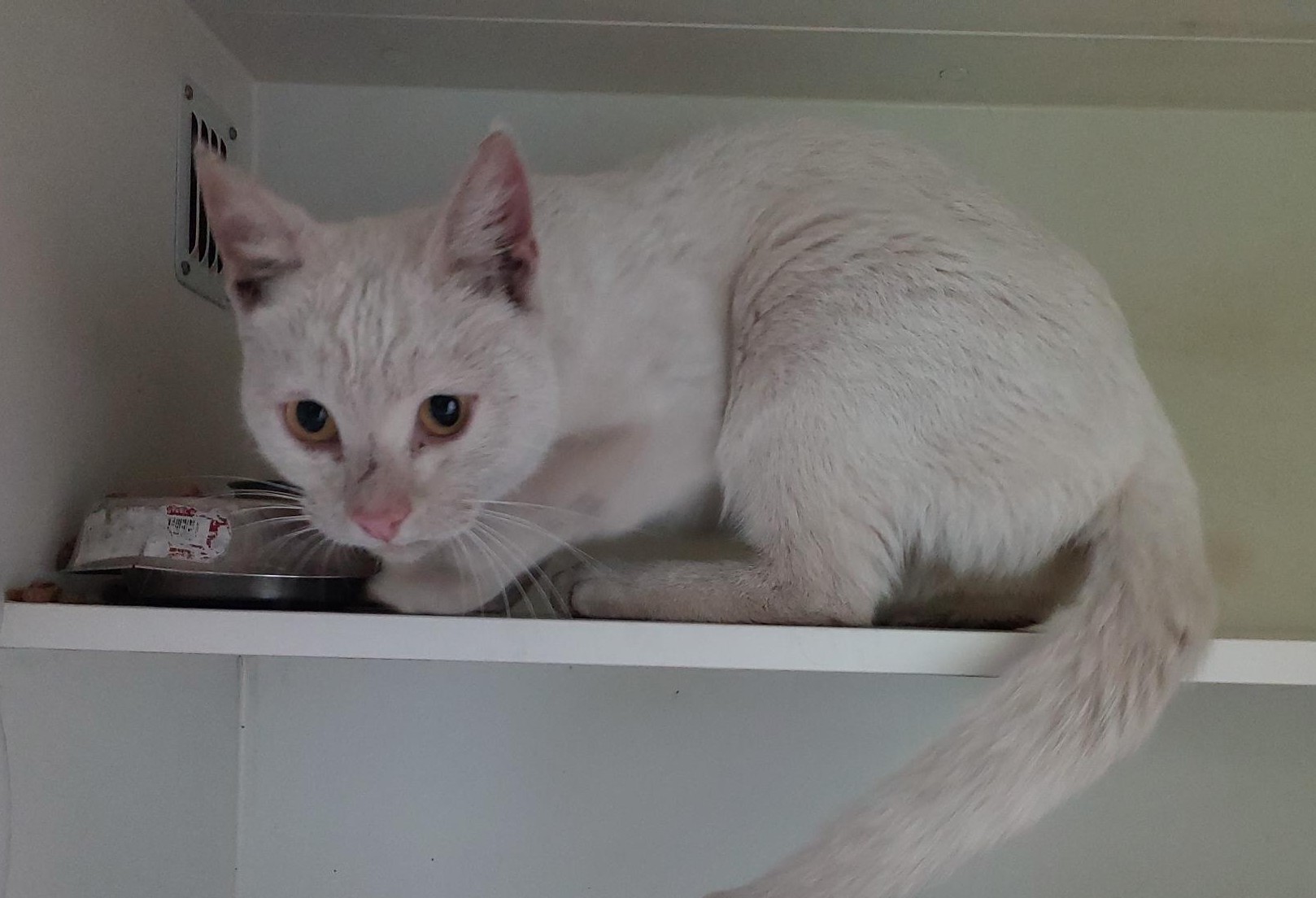 White Domestic Short Hair