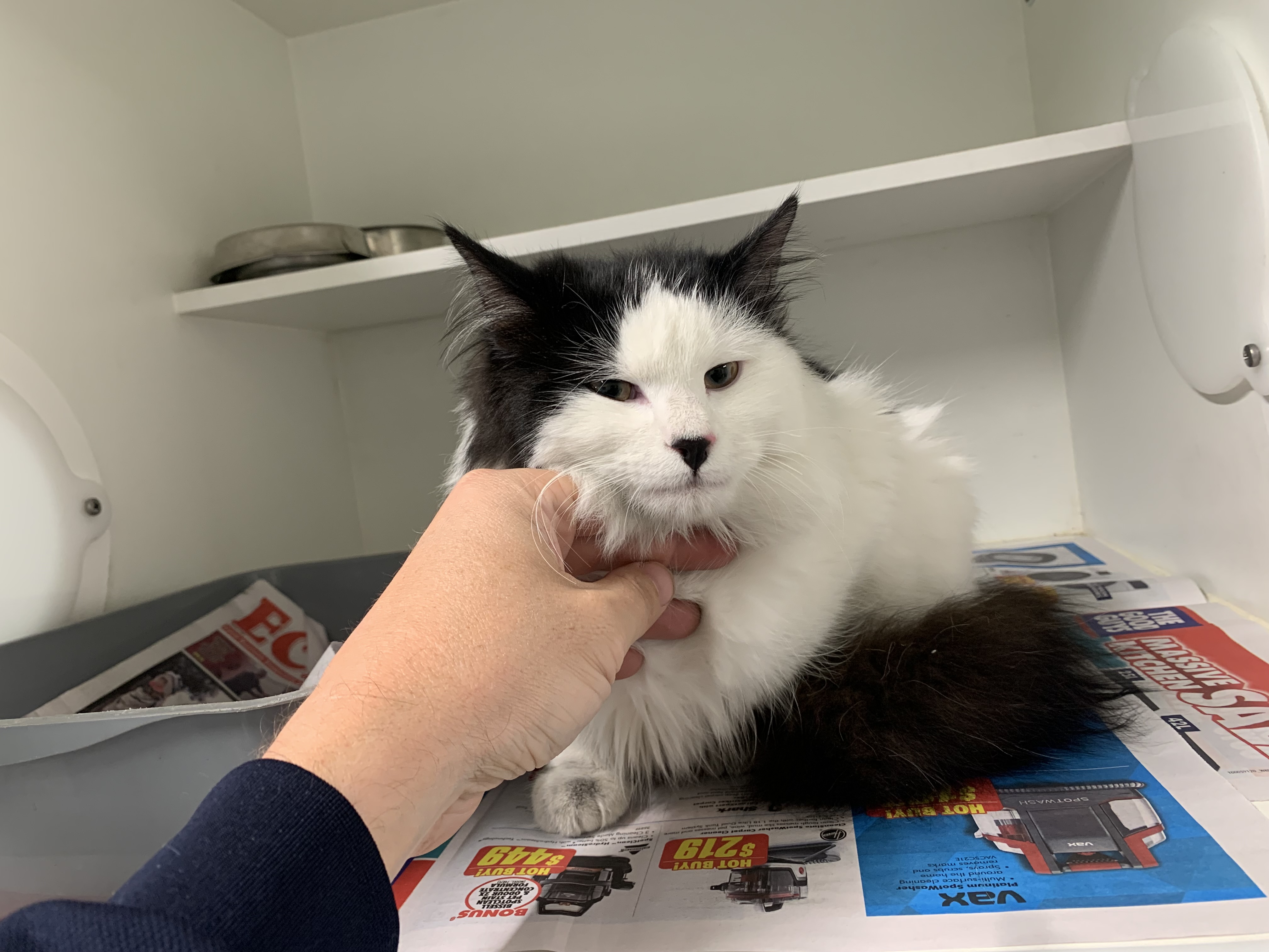 BLACK AND WHITE DOMESTIC LONG HAIR