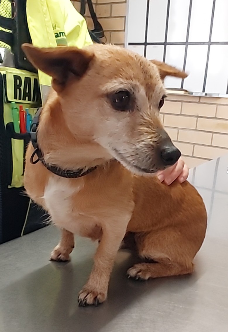 Tan Jack Russell Cross