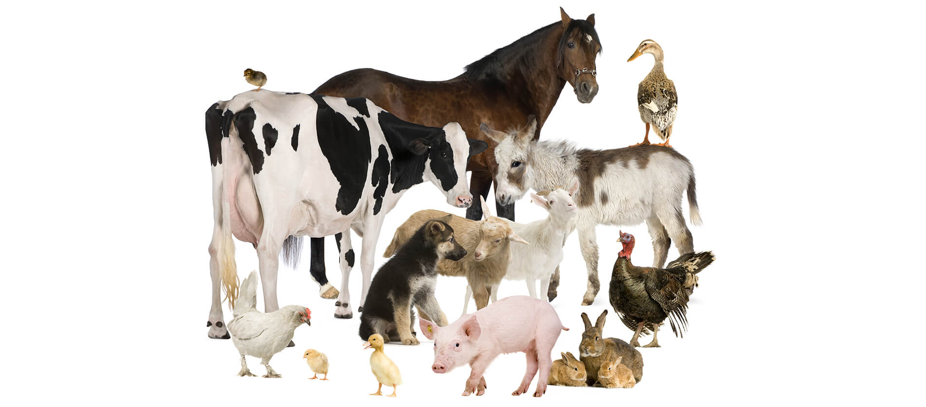Farm animals including horse, cow, goat, sheep, chicken, piglet, turkey and ducks