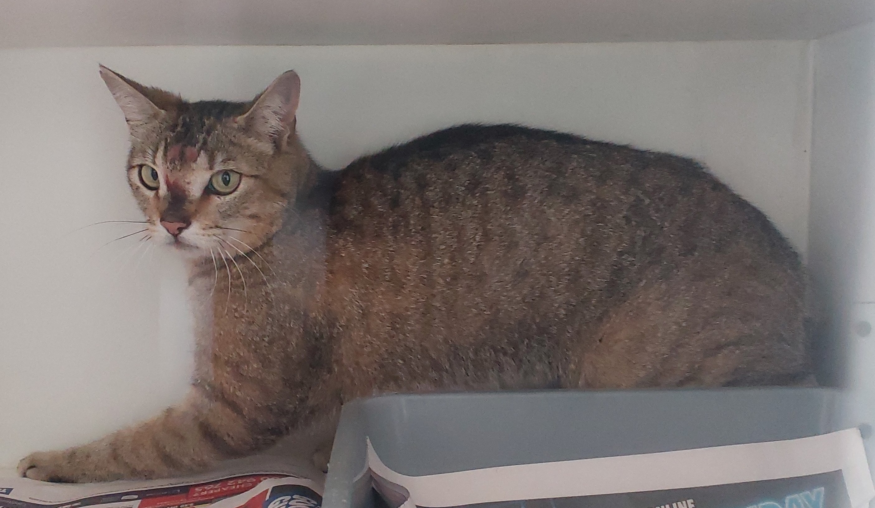 Tabby Domestic Short Hair