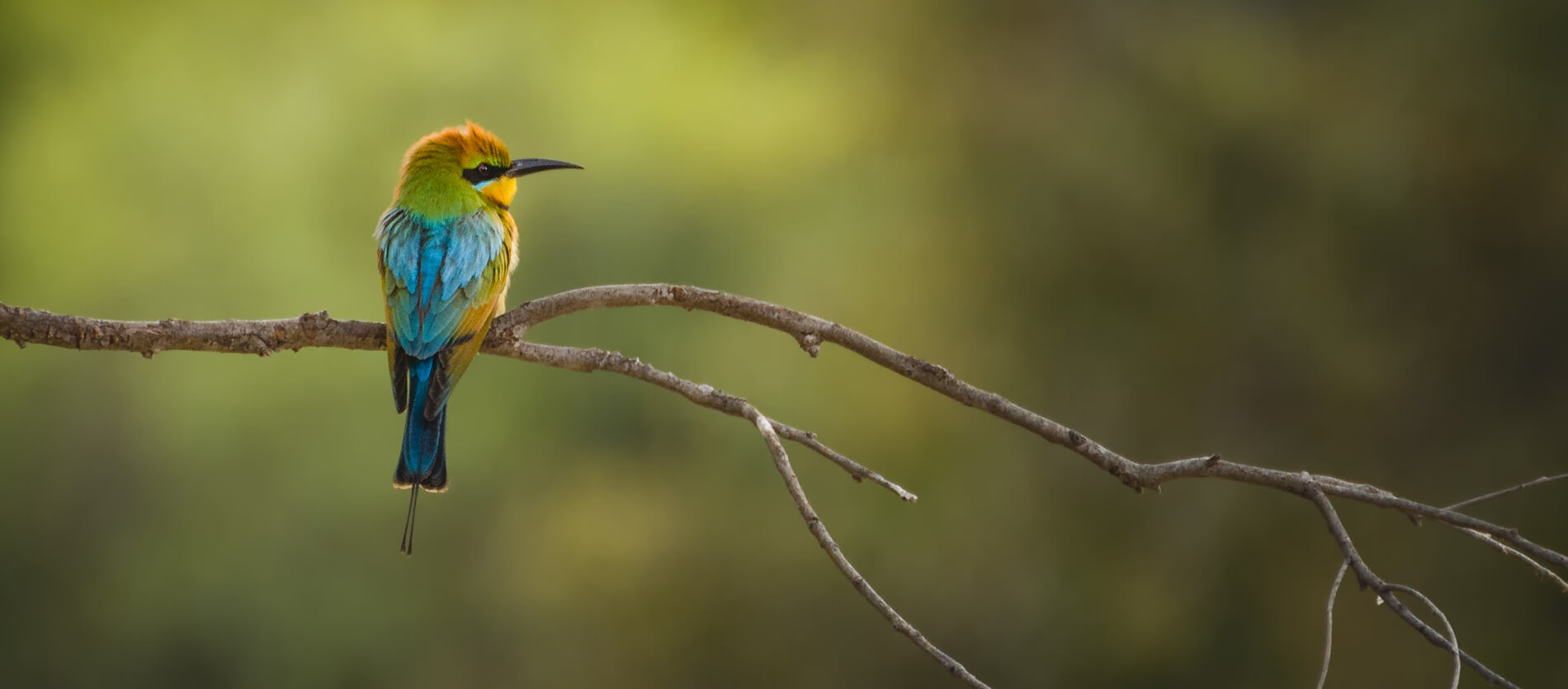 Photo by Nature by Nathan of Rainbow Bee Eater