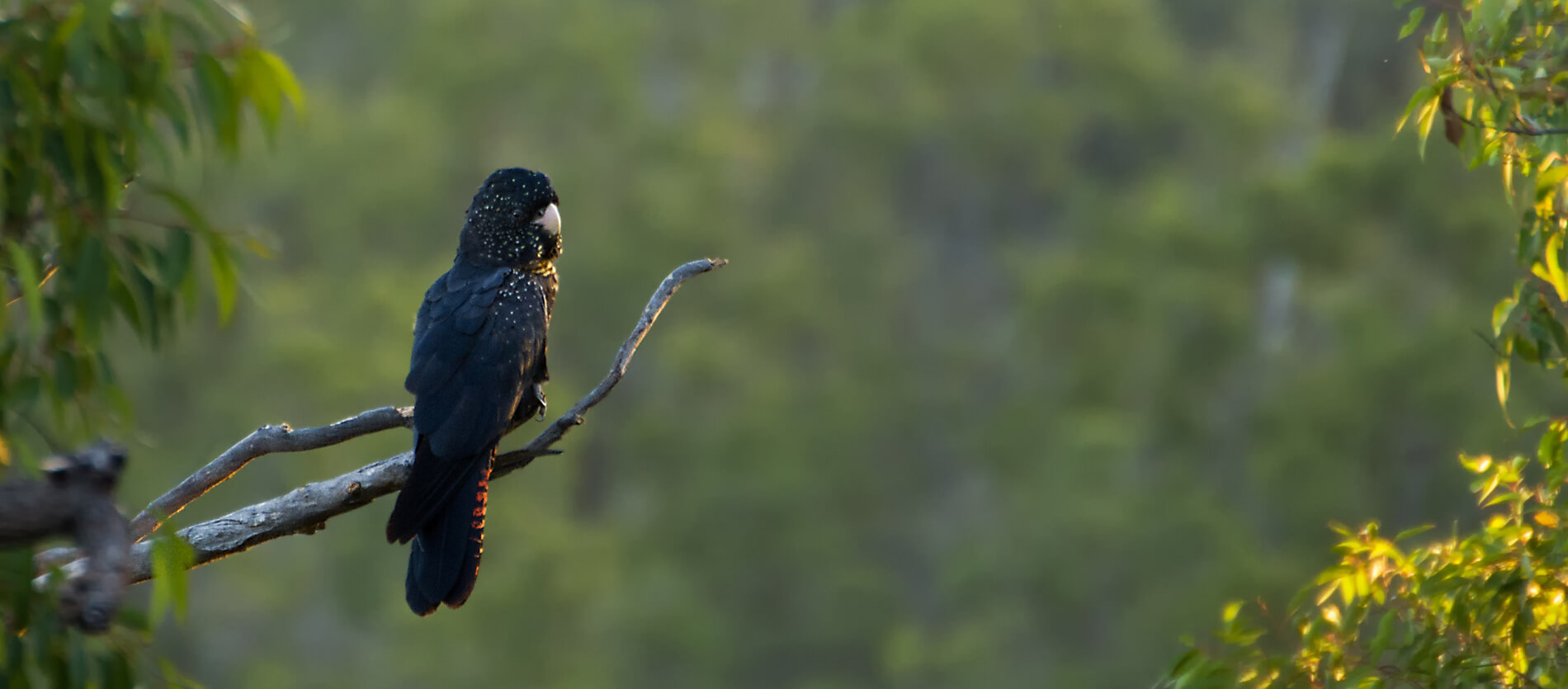 Photo by Nature by Nathan by Red Tail Cockatoo