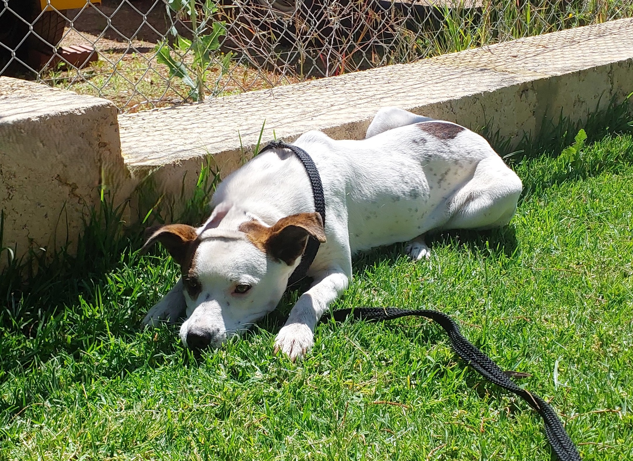 Mixed Breed White with Brown Spots