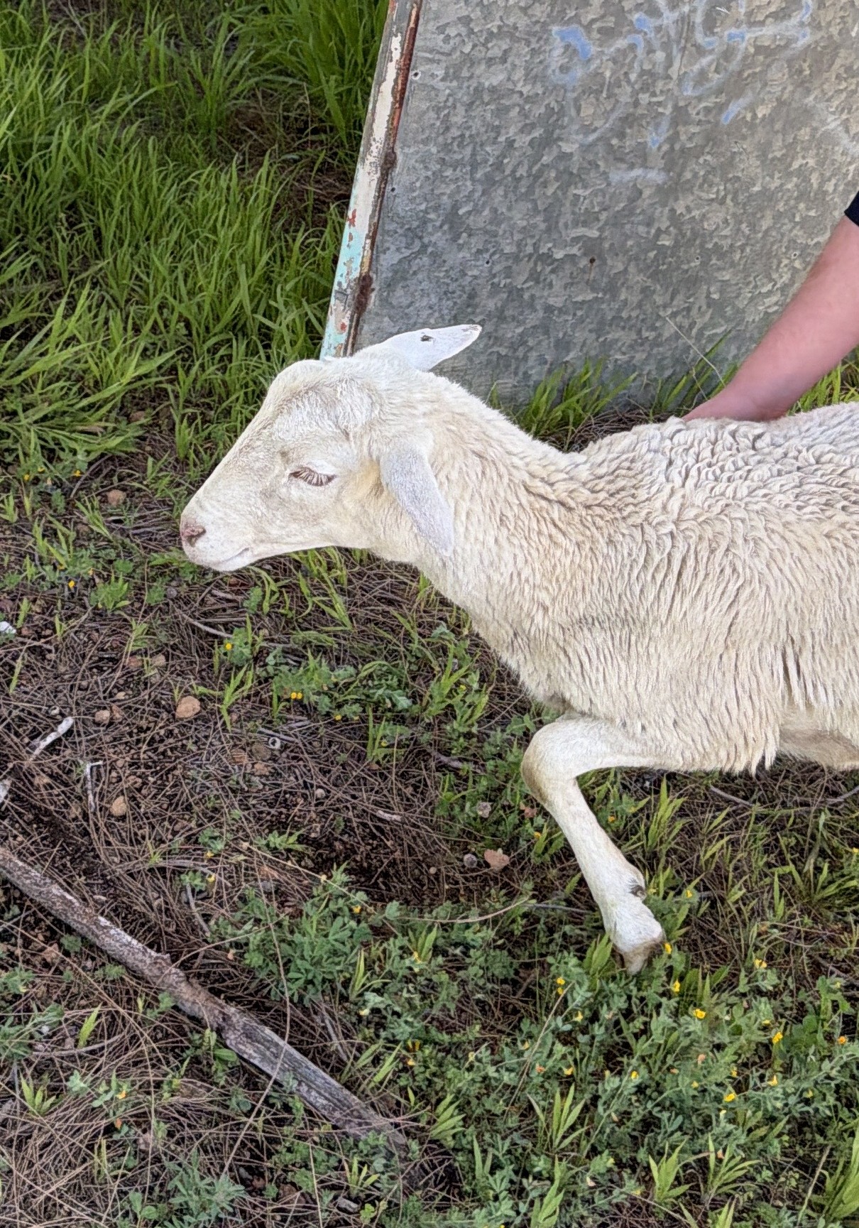White Sheep