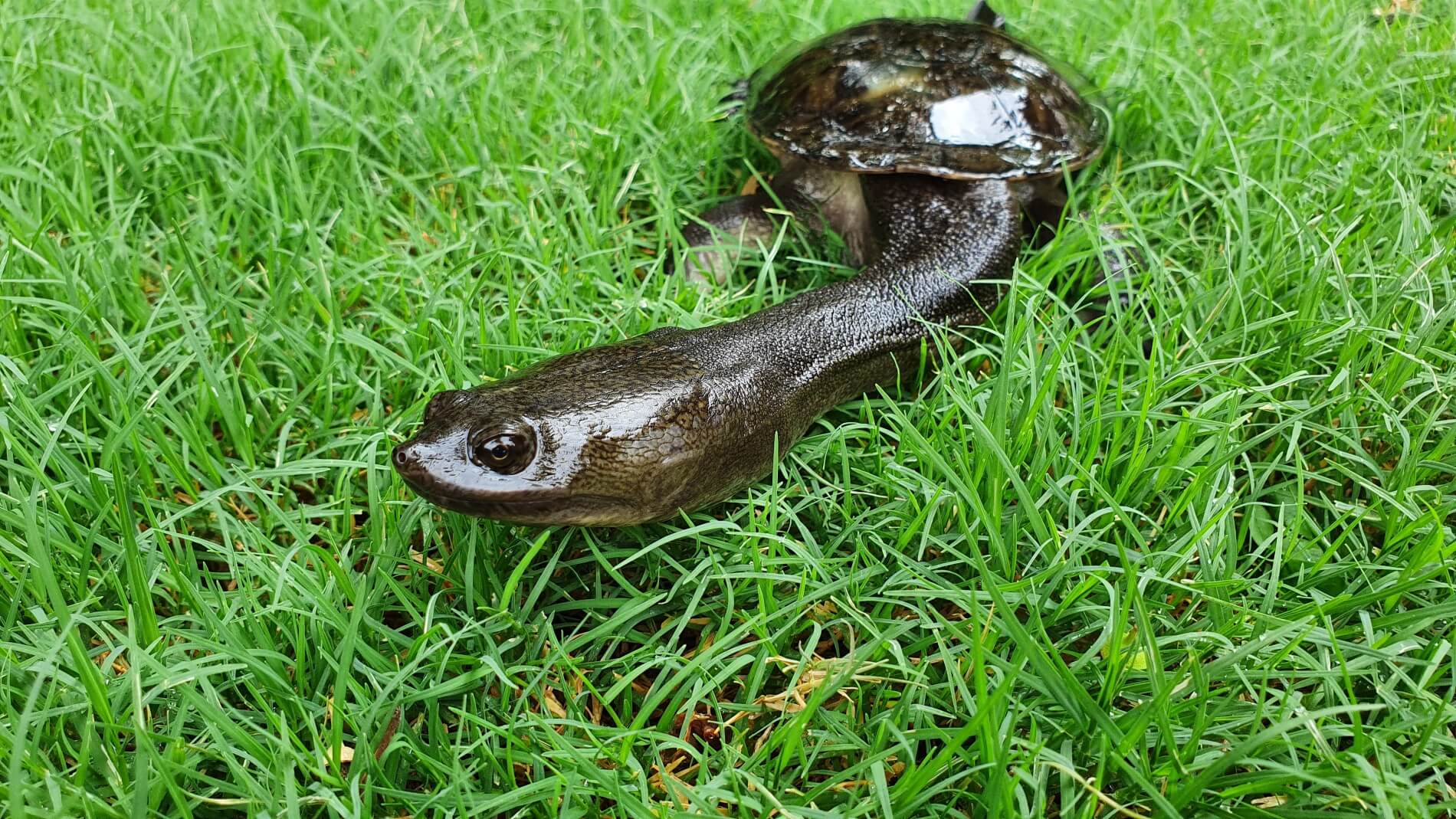 Snake Necked Turtle on green grass