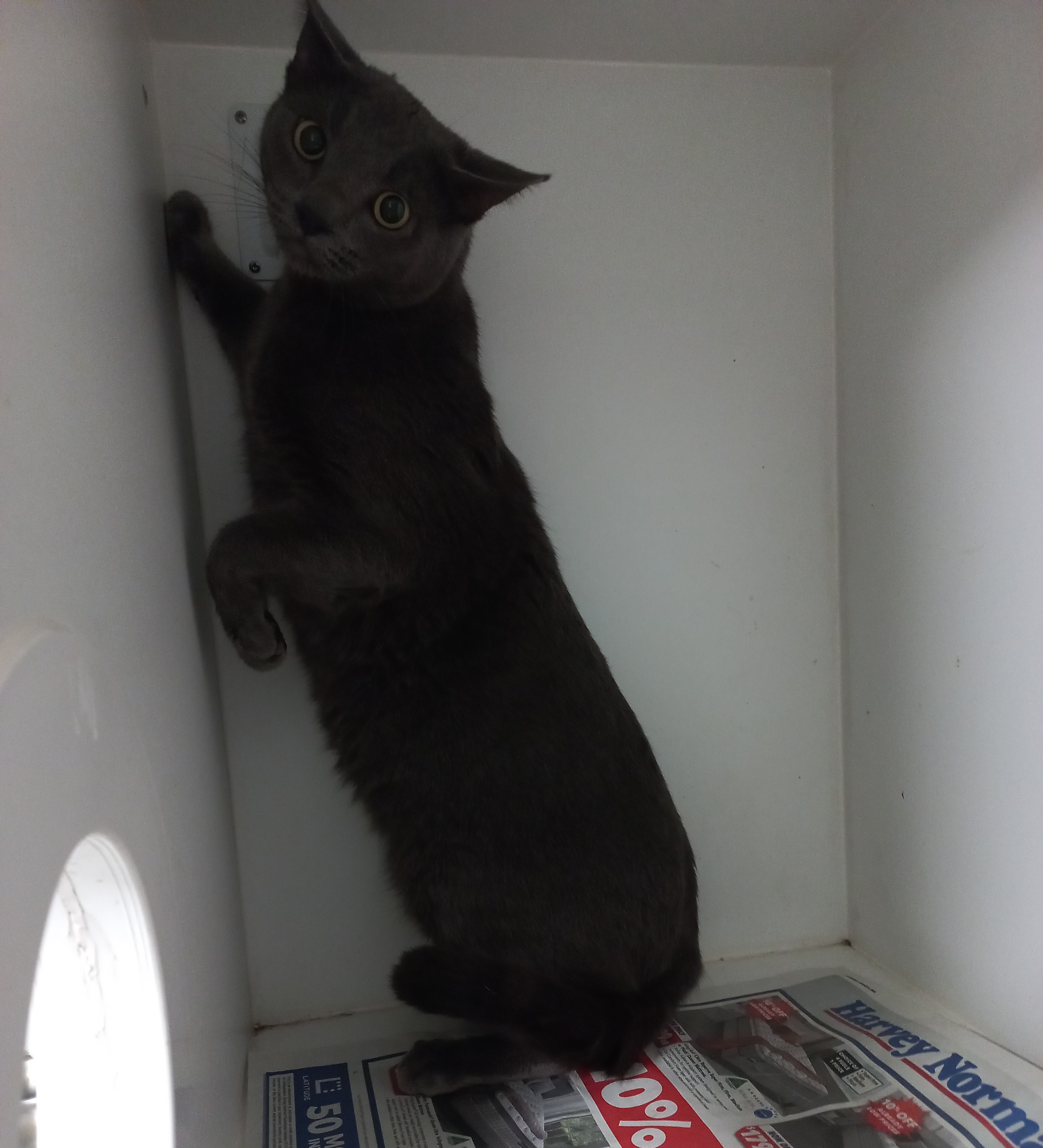 Domestic Short Hair, Male, Blue